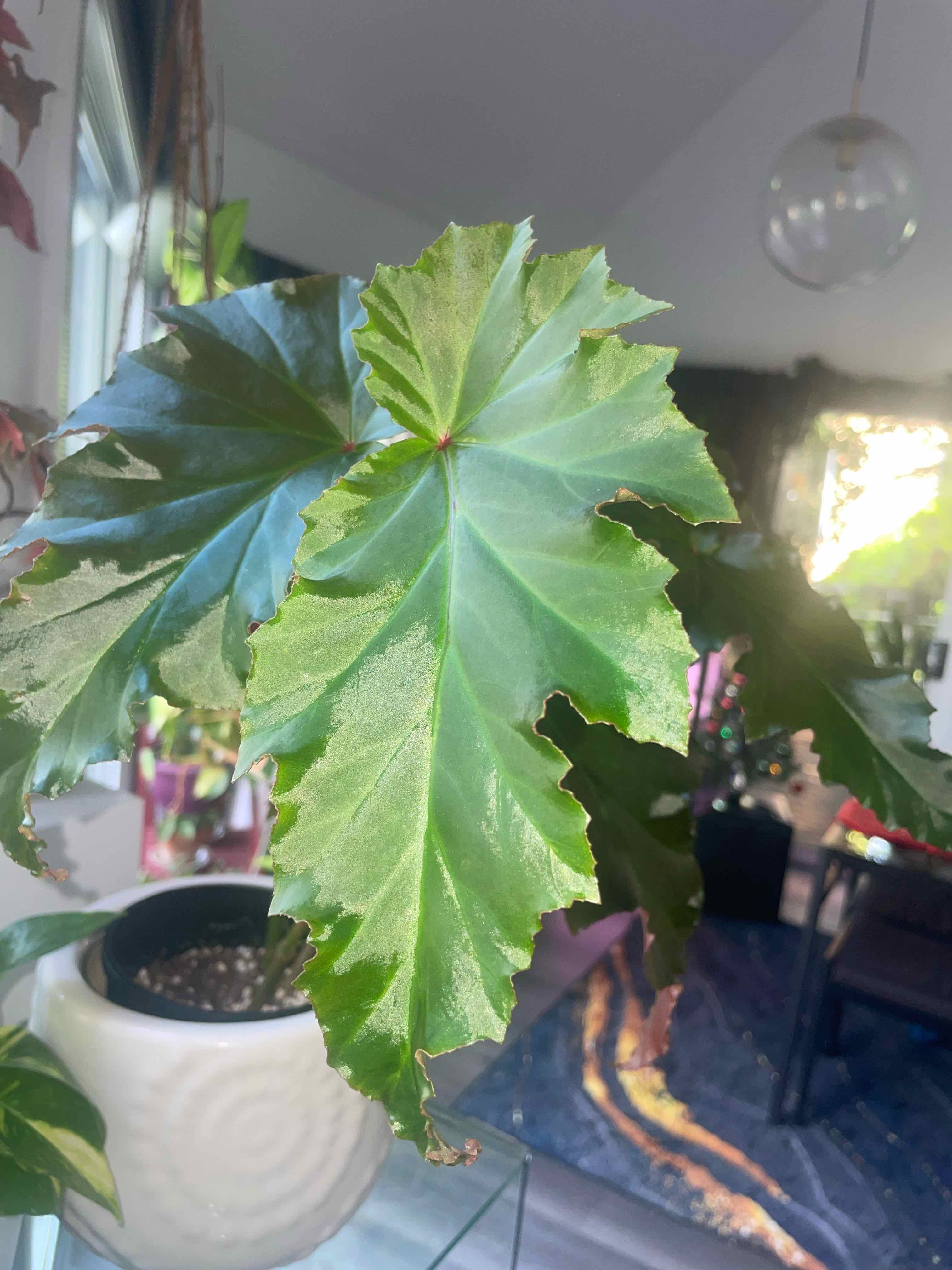Photo of the plant species Begonia Irene Nuss by @HoyaAddict named Begonia superba ‘Irene Nuss’ on Greg, the plant care app