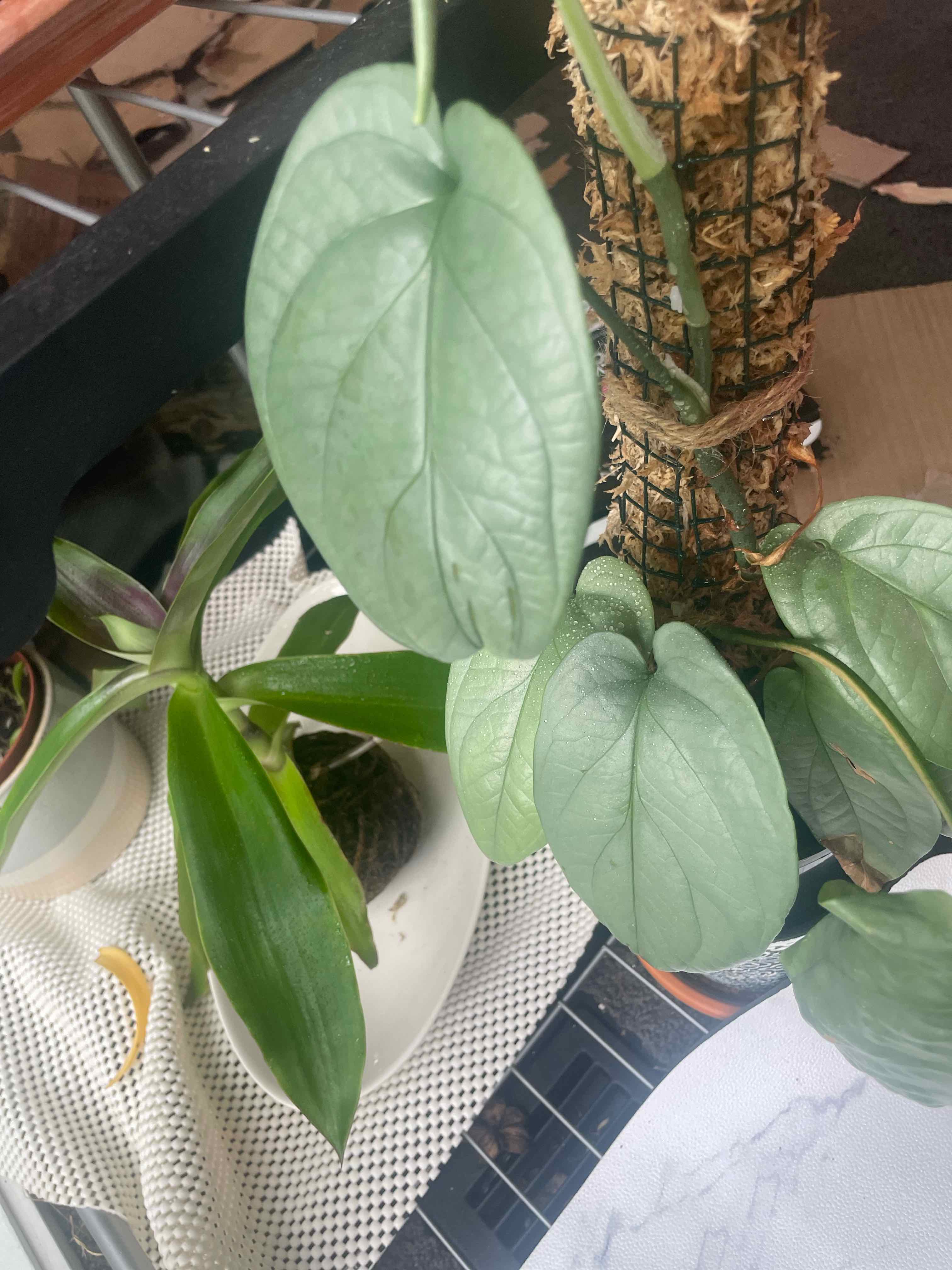 Amydrium 'Spider Man' plant climbing a moss pole with another plant in the background.