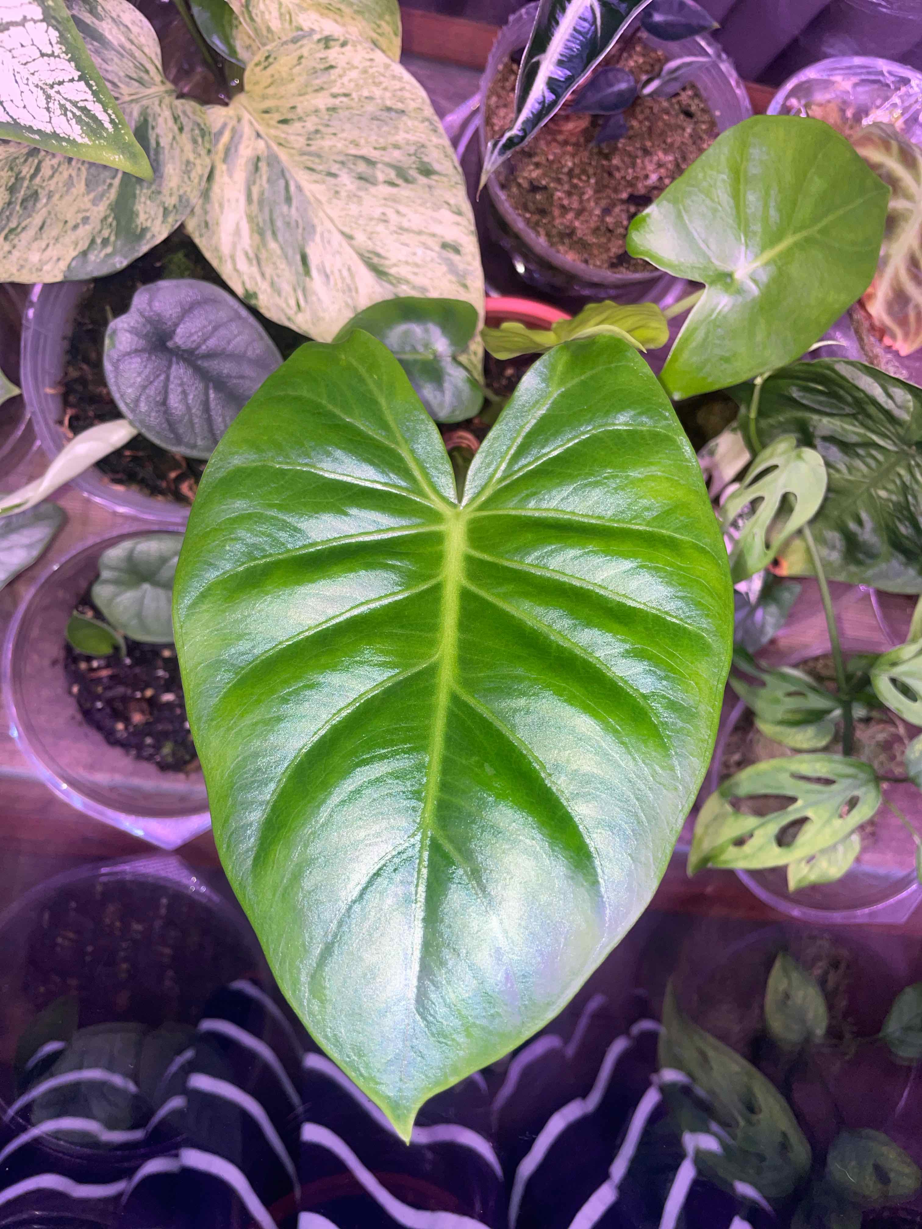 Photo of the plant species Cunjevoi by @HoyaAddict named Alocasia Brisbanensis on Greg, the plant care app