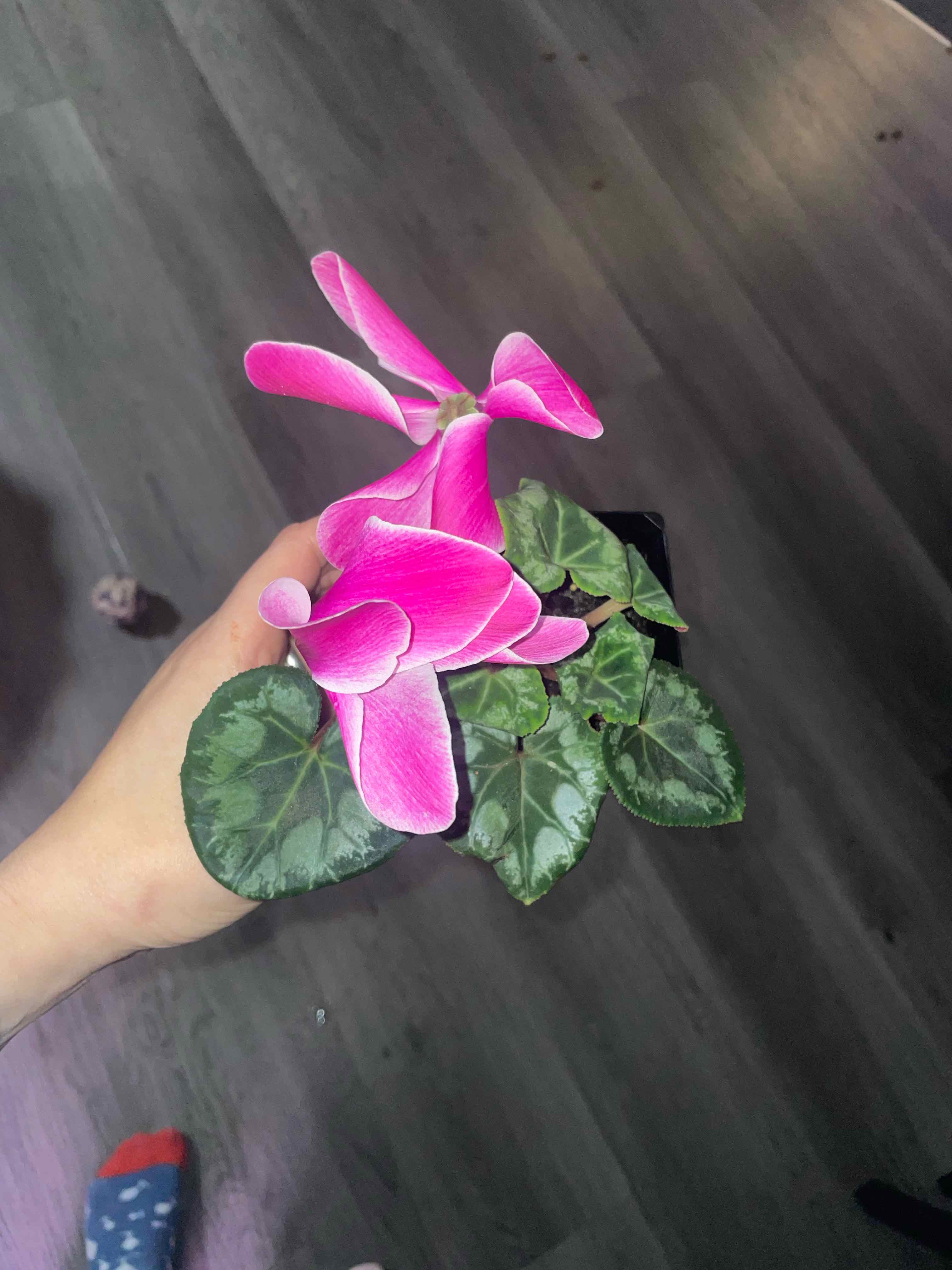 Cyclamen persicum
