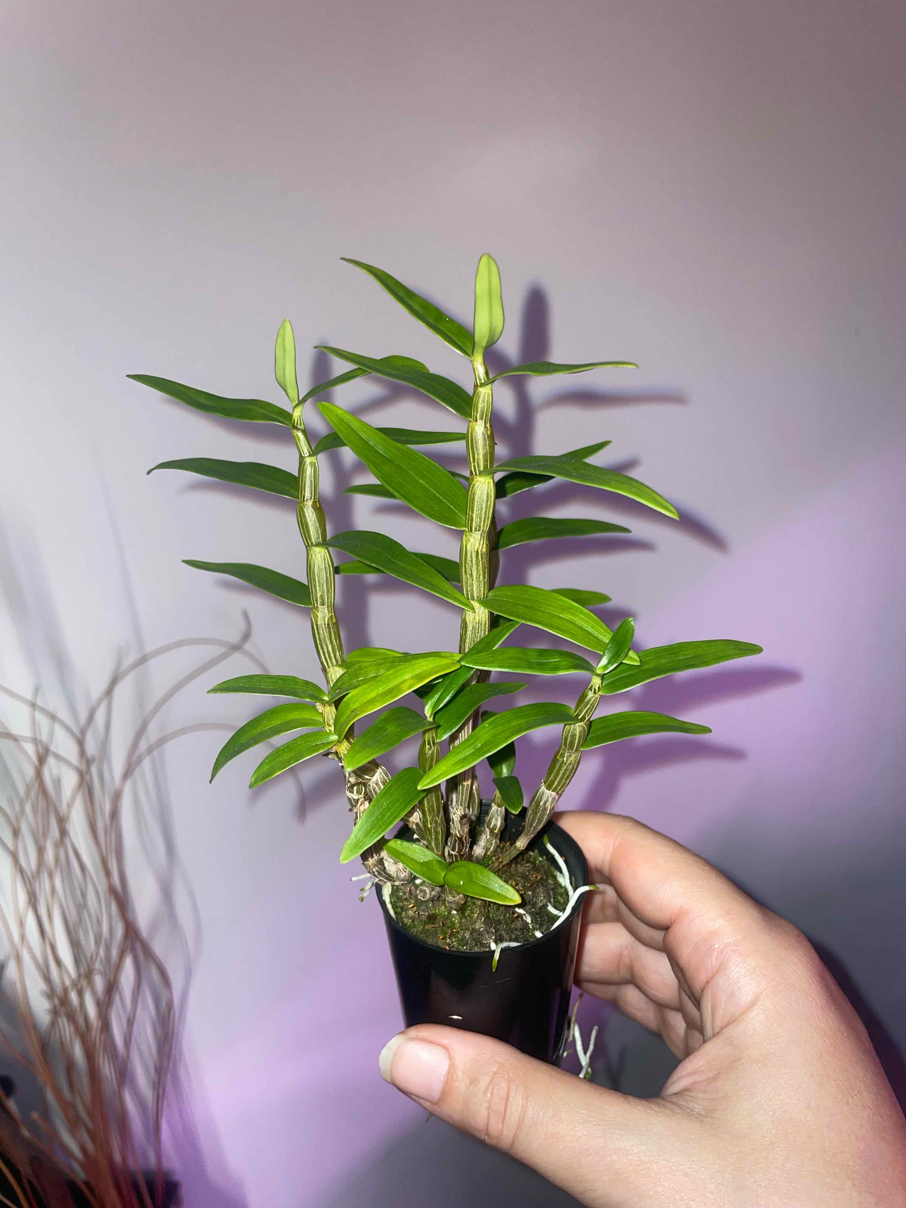 Photo of the plant species Shihu Orchid by @HoyaAddict named Dendrobium moniliforme on Greg, the plant care app
