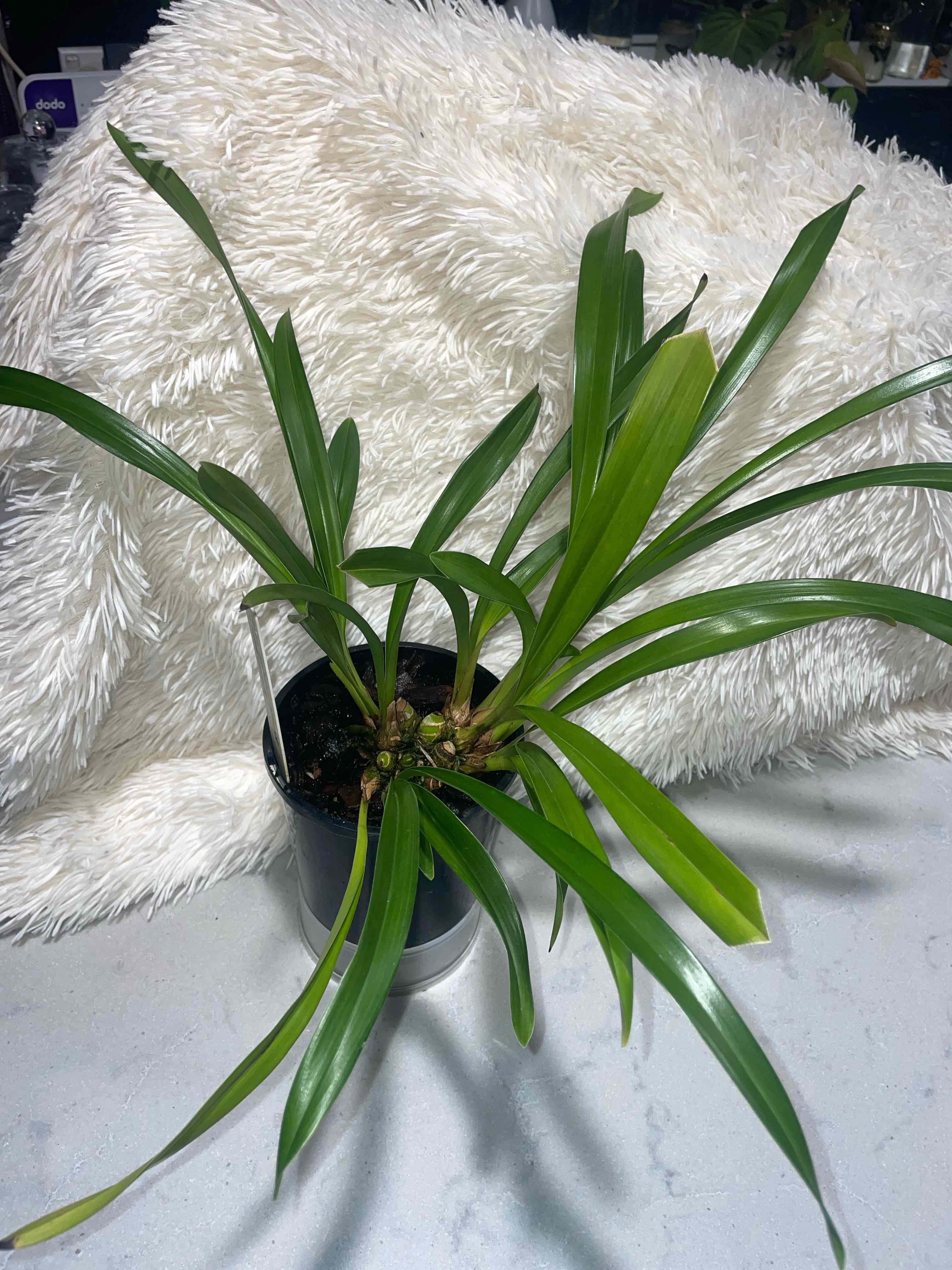 Photo of the plant species Cymbidium 'Erns Choice' by @HoyaAddict named Cymbidium idyllic glamour ‘Erns Choice’ on Greg, the plant care app