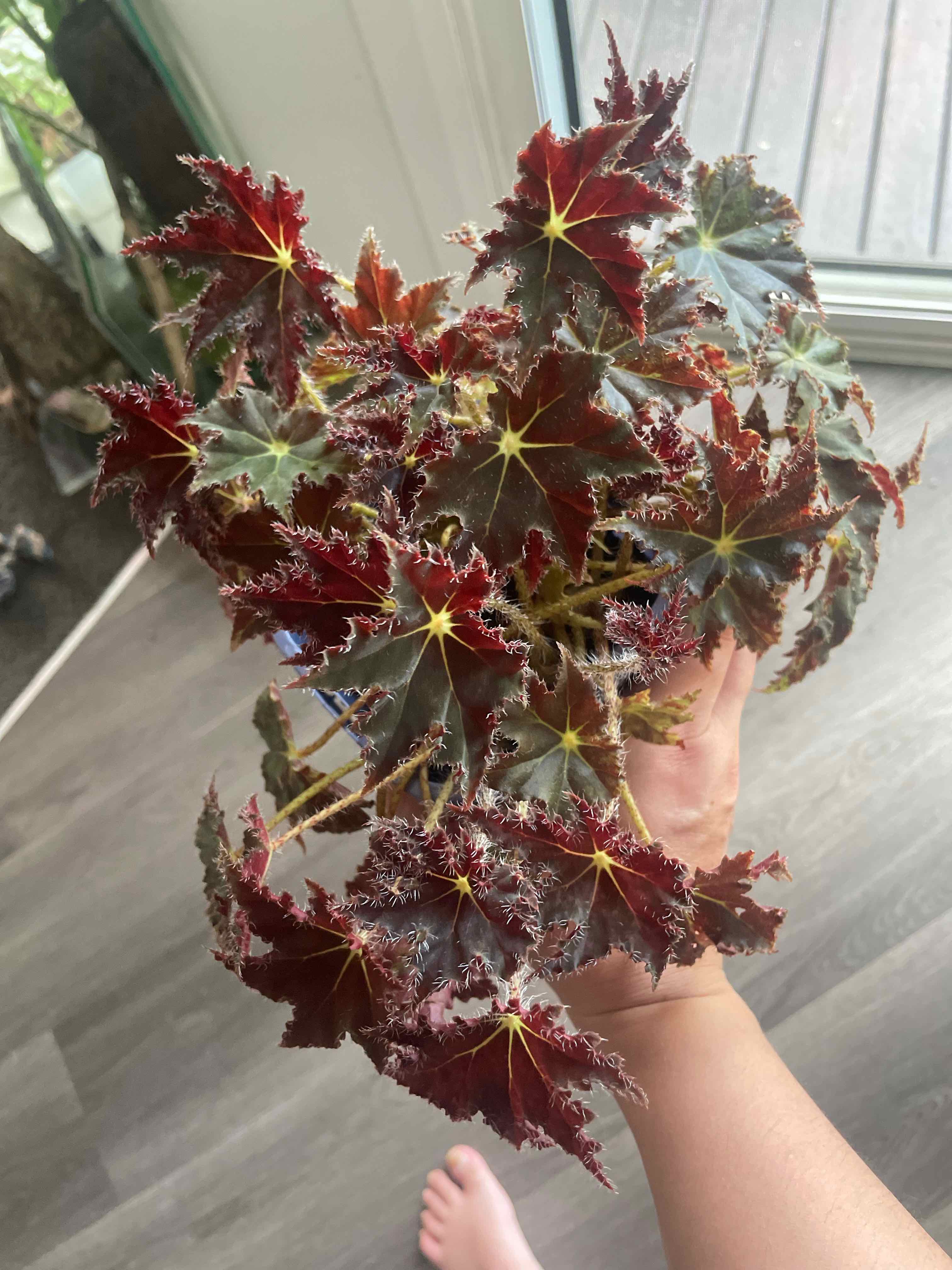 Photo of the plant species Begonia heracleifolia by @HoyaAddict named Begonia heracleifolia on Greg, the plant care app