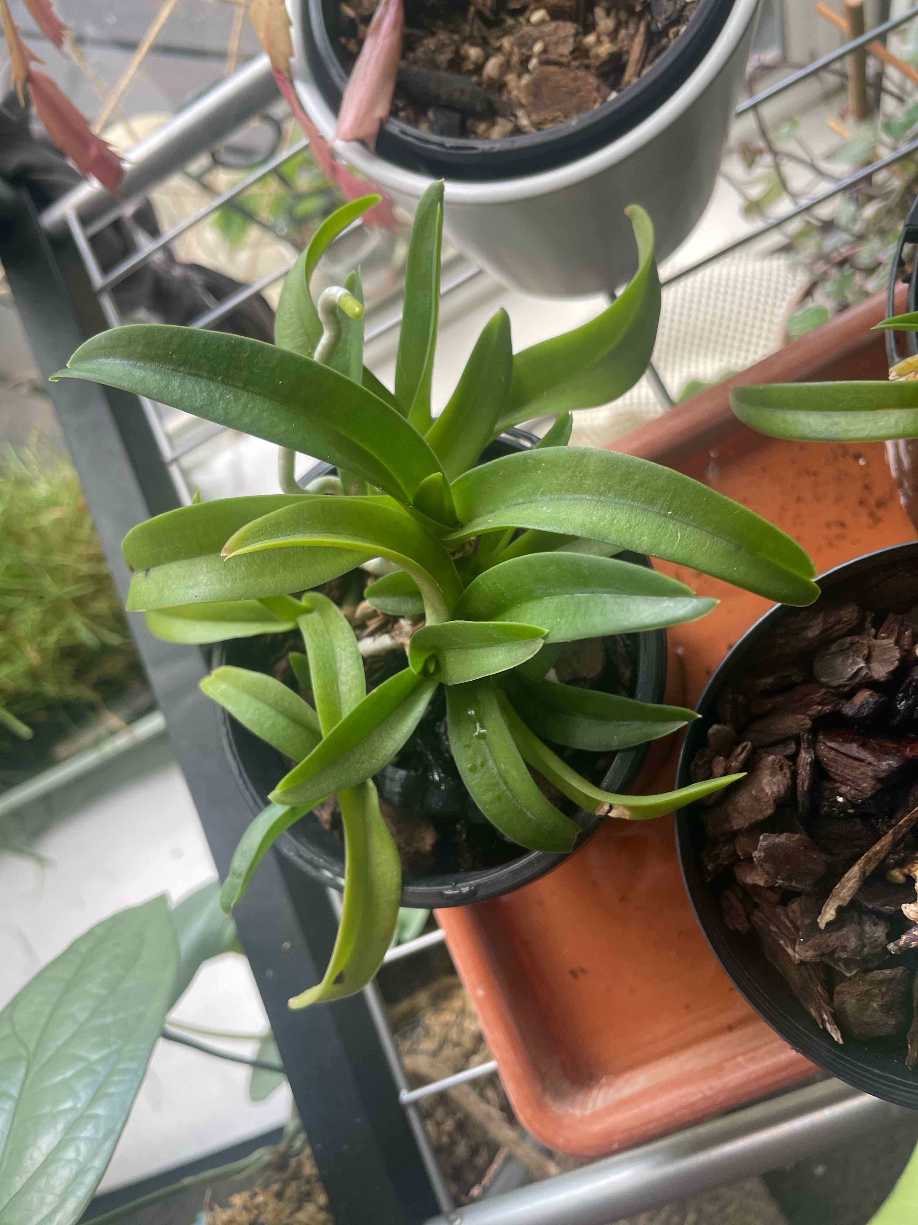 Photo of the plant species Sarco Hartmannii by @HoyaAddict named Sarc Kulnara pinup (zoe x sweetheart speckles) on Greg, the plant care app