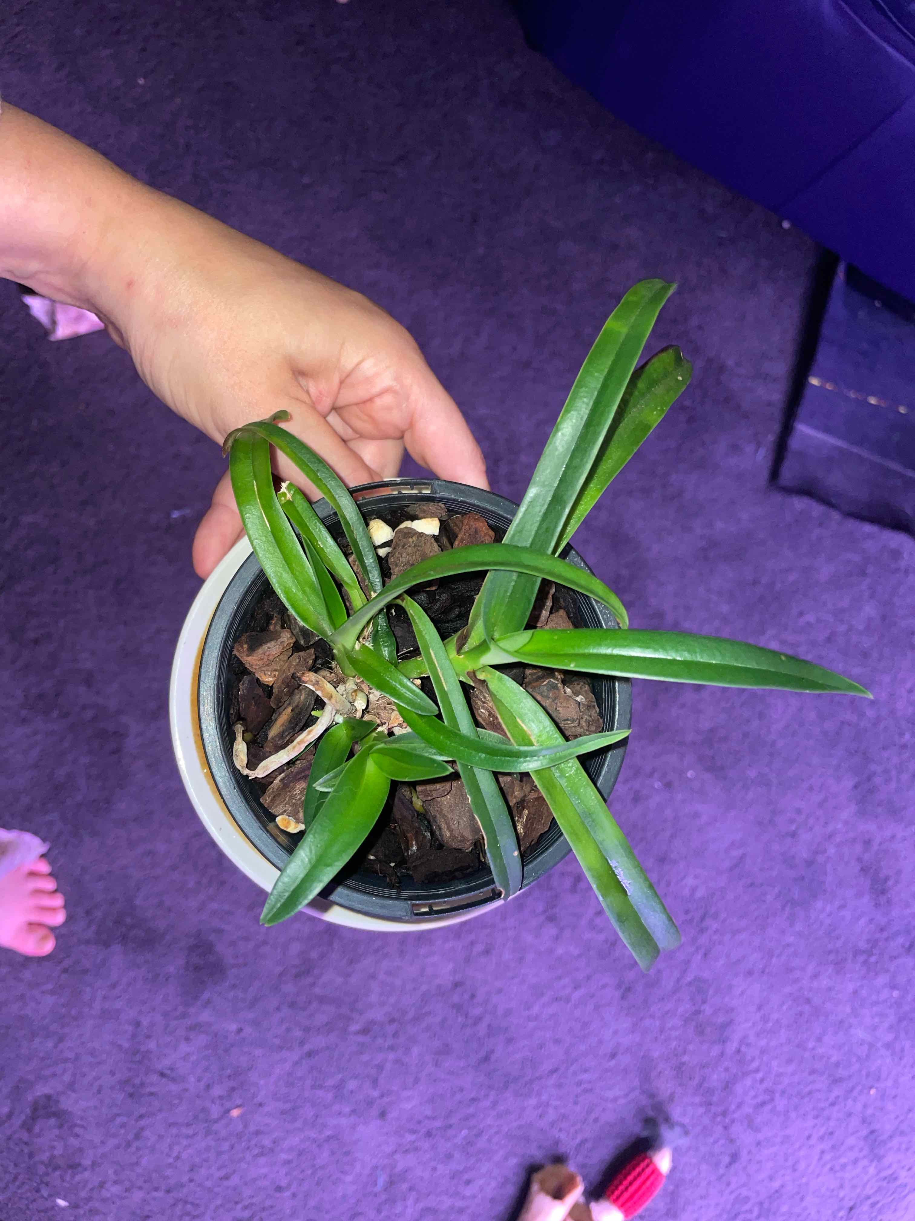 Photo of the plant species Sarcochilus 'Cherie' by @HoyaAddict named Sarcochilus ‘cherie’ on Greg, the plant care app