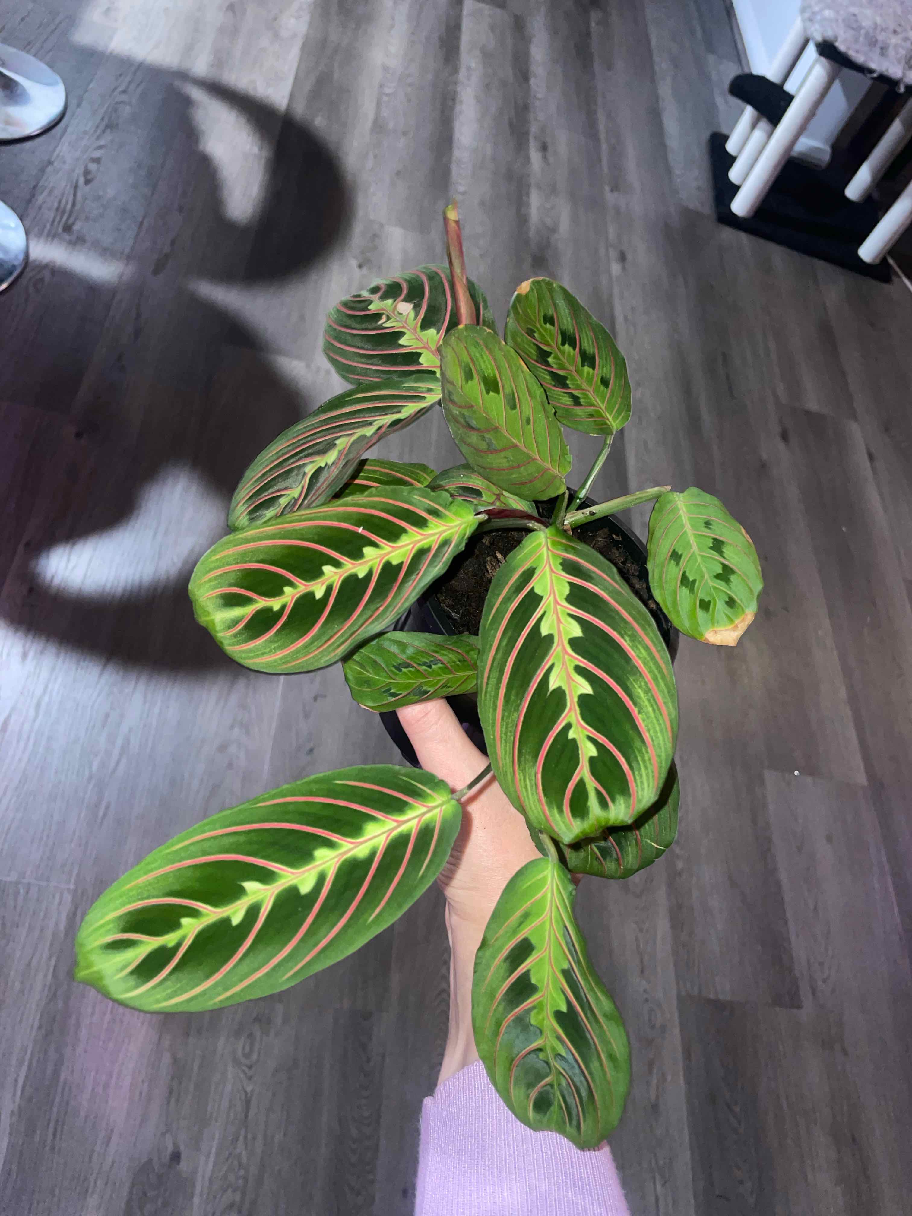 Photo of the plant species Red Prayer Plant by @HoyaAddict named Maranta leuconeura var. erythroneura on Greg, the plant care app