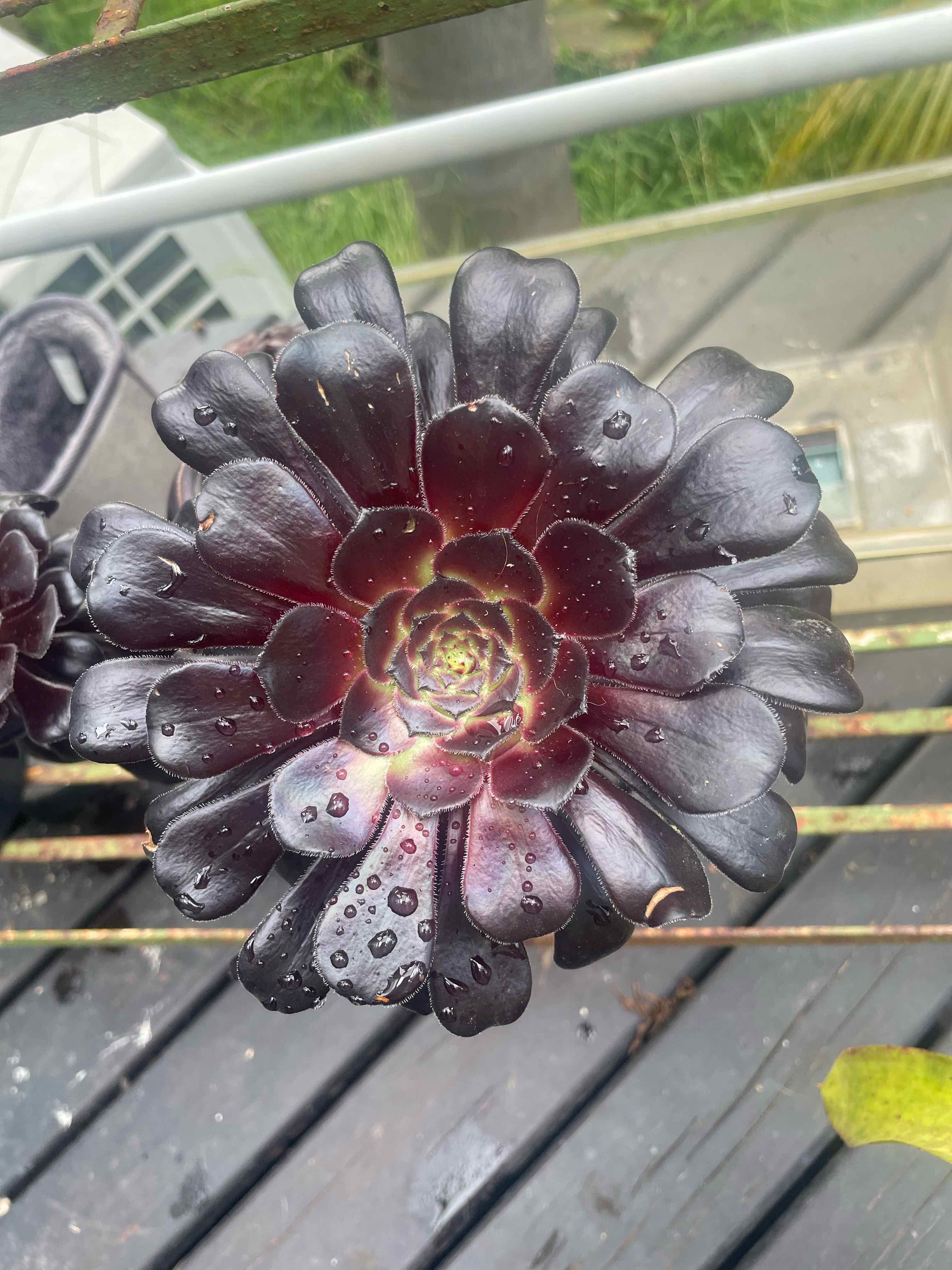 Photo of the plant species Purple Rose by @HoyaAddict named Aeonium arboreum Atroperpereum on Greg, the plant care app