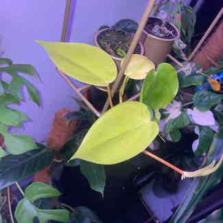 Philodendron Lemon Lime plant in Traralgon, Victoria