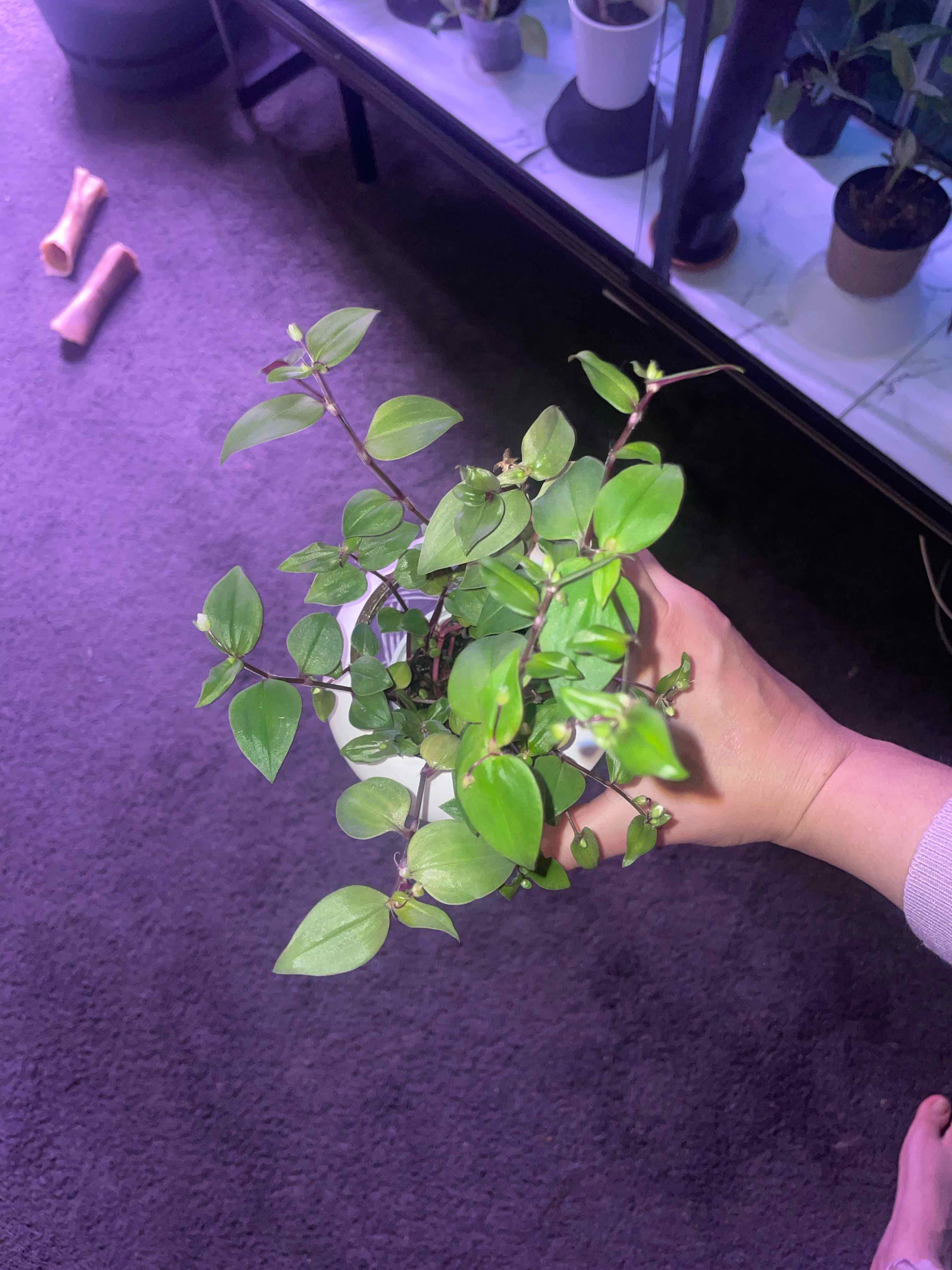Tradescantia 'Green Hill' plant held by a hand, showing healthy green leaves.