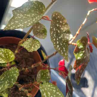 Angel Wing Begonia plant in Traralgon, Victoria