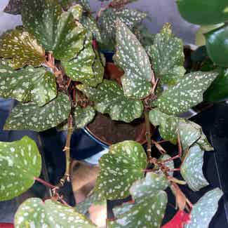 Begonia Medora plant in Traralgon, Victoria