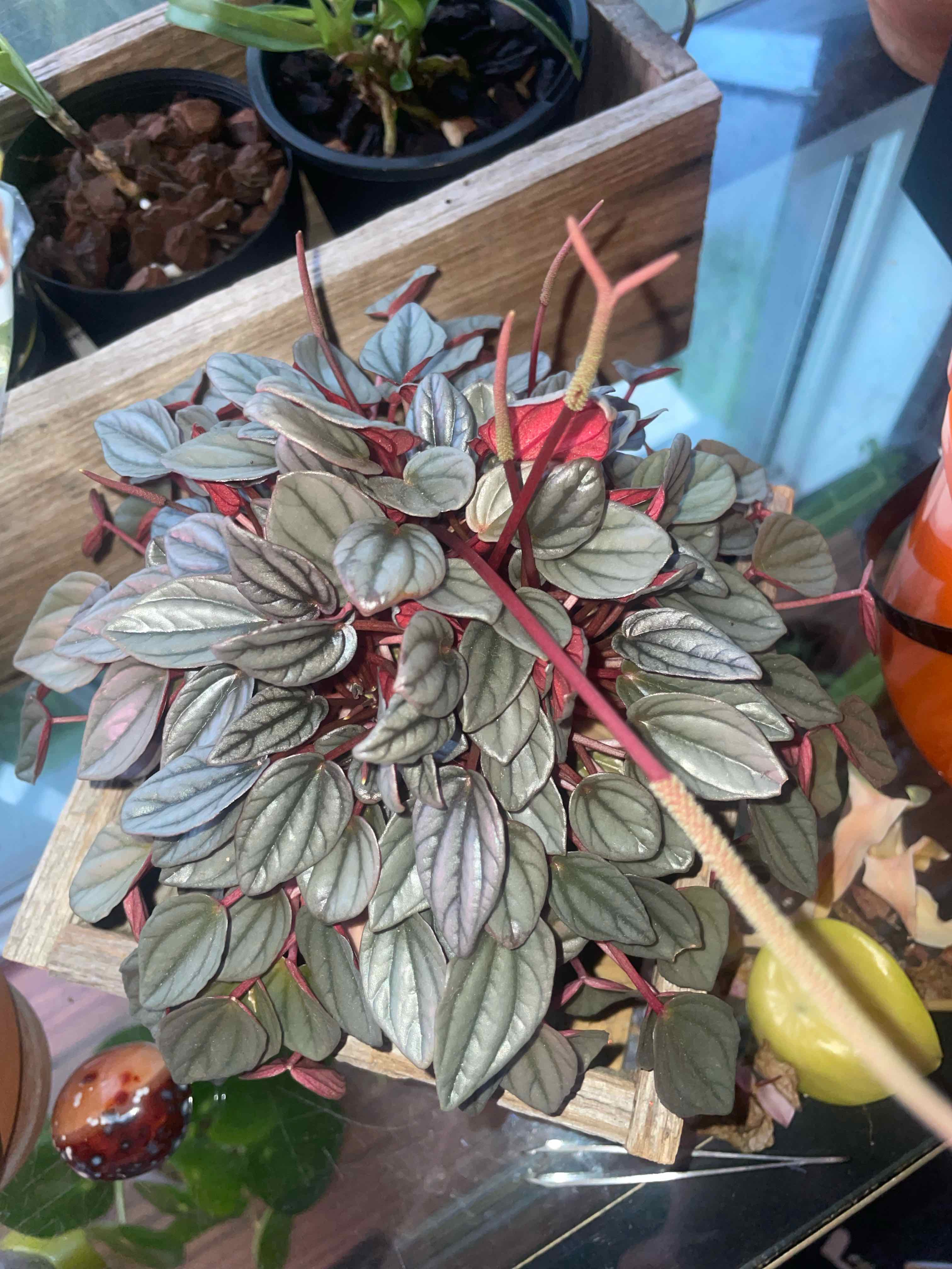 Photo of the plant species Peperomia caperata 'Punto Grigio' by @HoyaAddict named Peperomia caperata ‘Punto Grigio’ on Greg, the plant care app