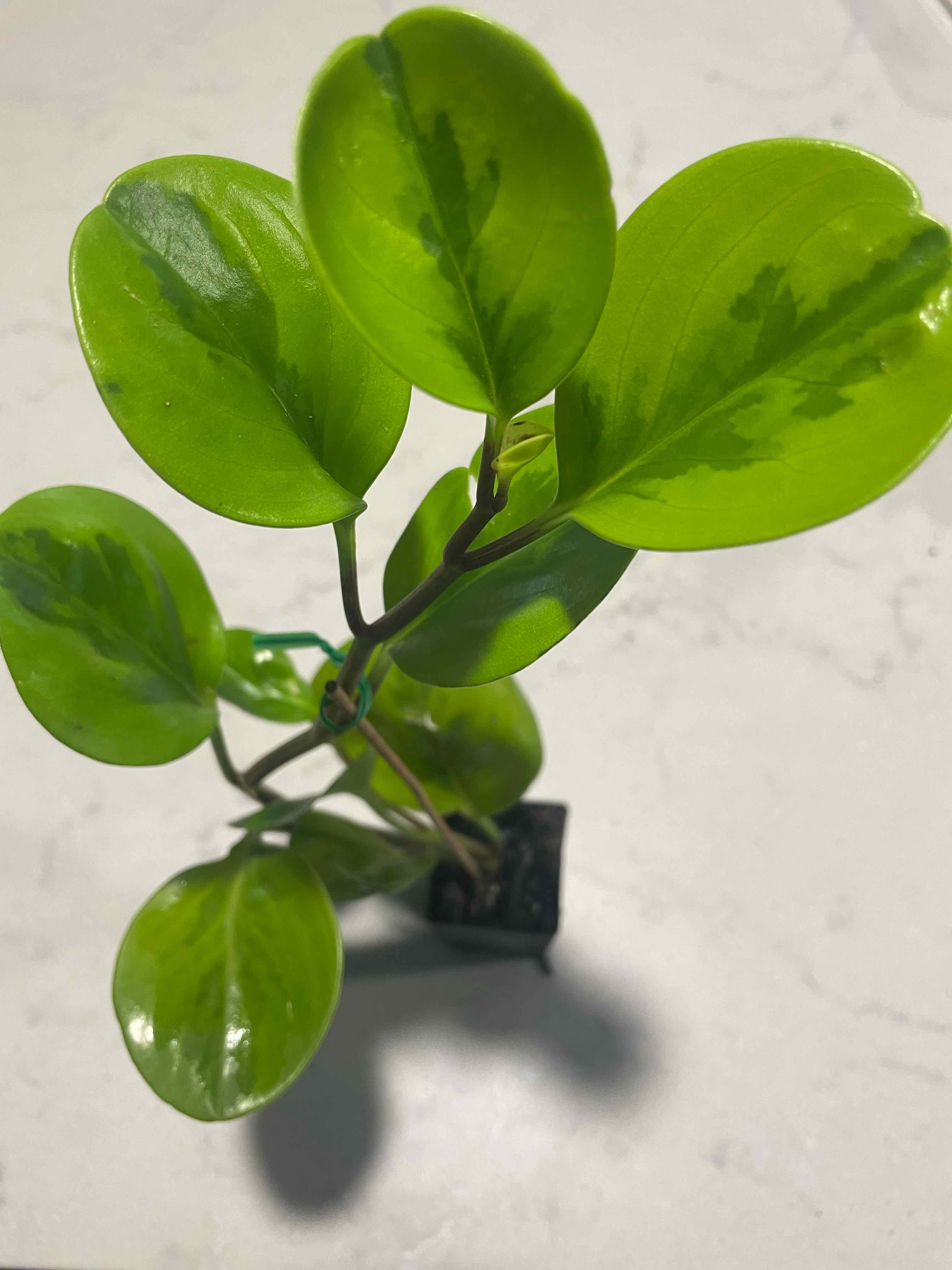 Lemon Lime Peperomia plant with vibrant green leaves, healthy appearance.