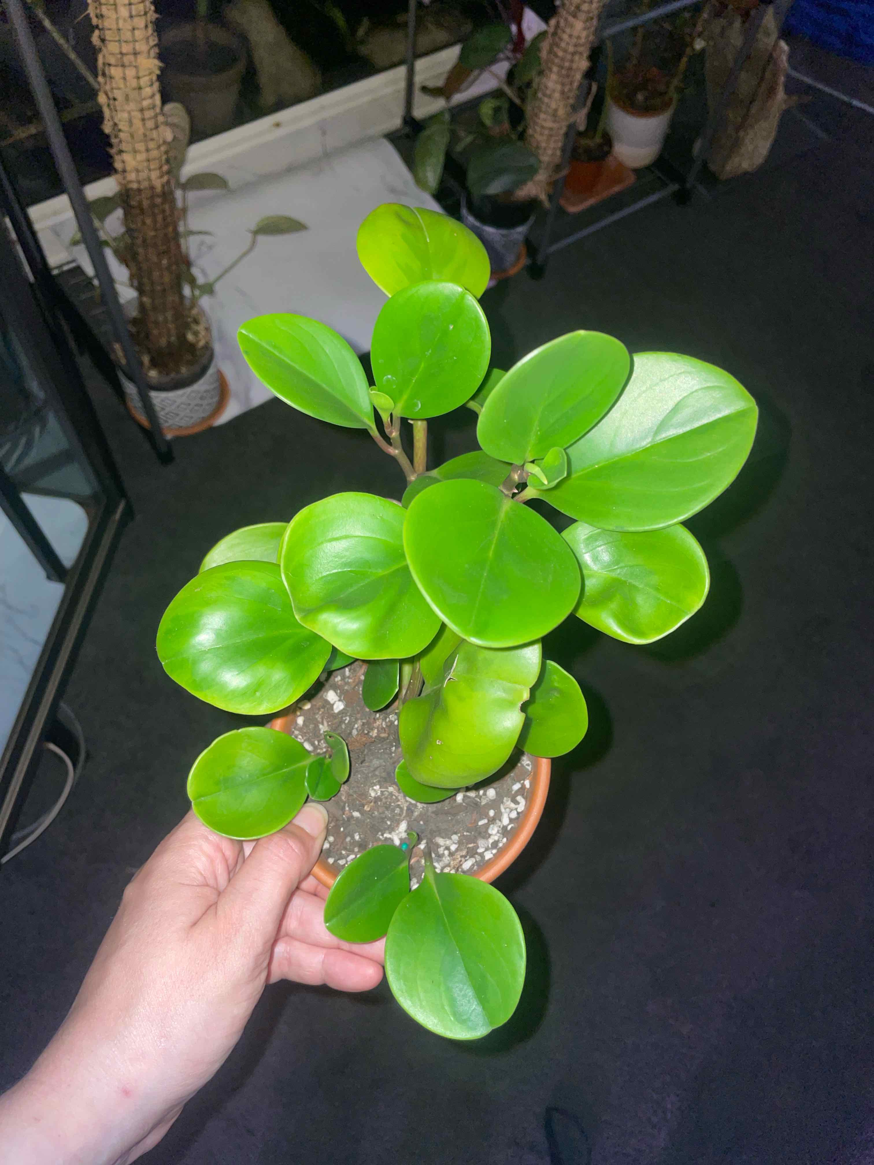 Peperomia obtusifolia 'Lemon Lime'