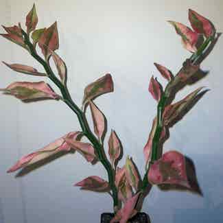 euphorbia tithymaloides plant in Traralgon, Victoria