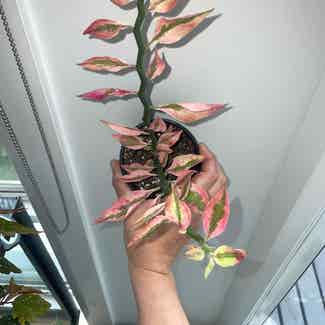Vairegated Euphorbia Tithymaloides plant in Traralgon, Victoria