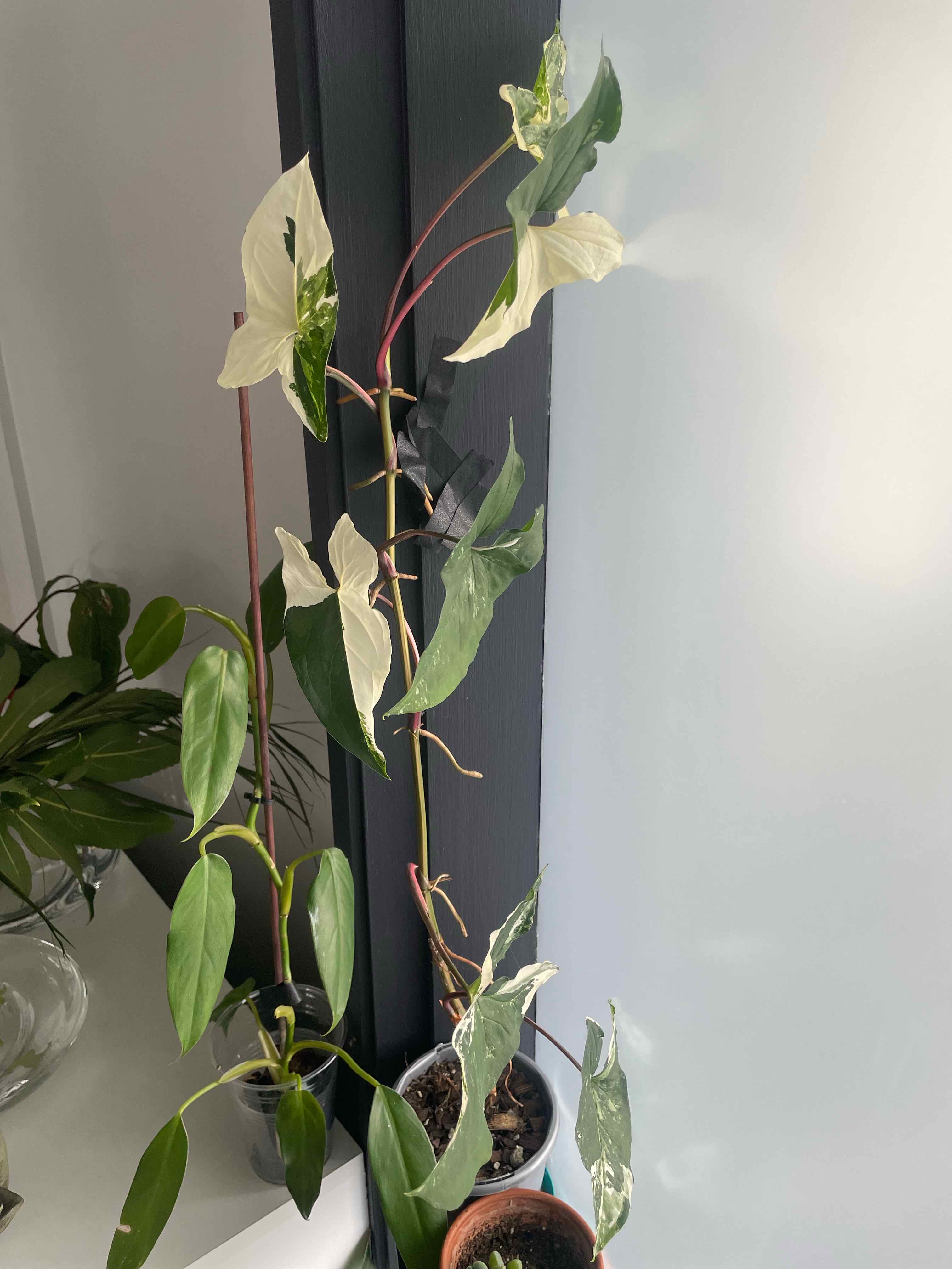 Photo of the plant species Syngonium Fantasy by @HoyaAddict named Syngonium Podophyllum 'Fantasy' on Greg, the plant care app