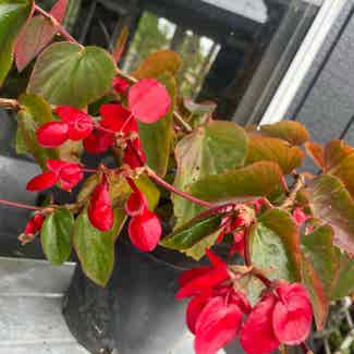 Dragon Wing Begonia plant in Traralgon, Victoria