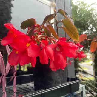 Dragon Wing Begonia plant in Traralgon, Victoria