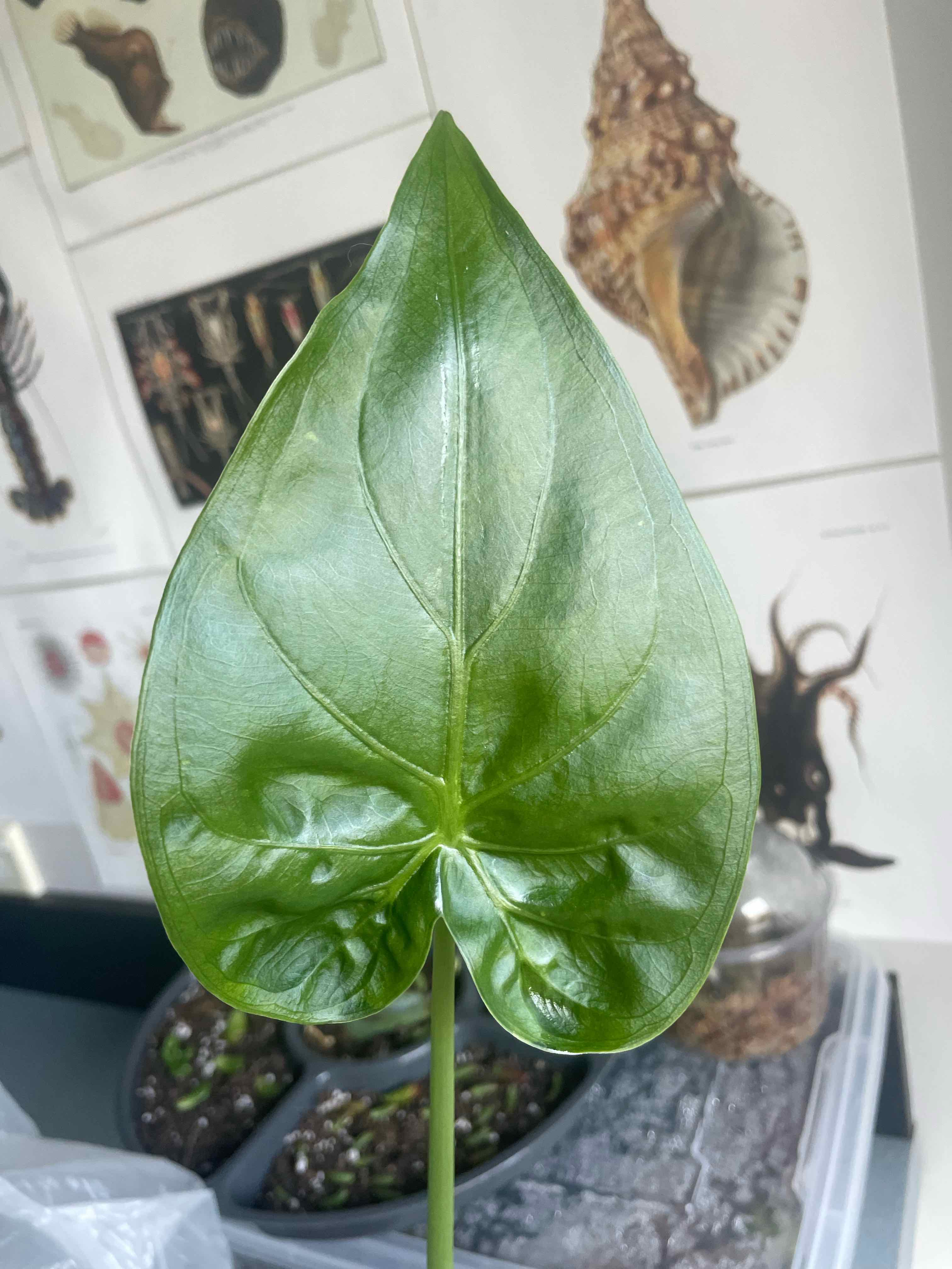 Photo of the plant species Chinese Taro by @HoyaAddict named Alocasia cucullata on Greg, the plant care app