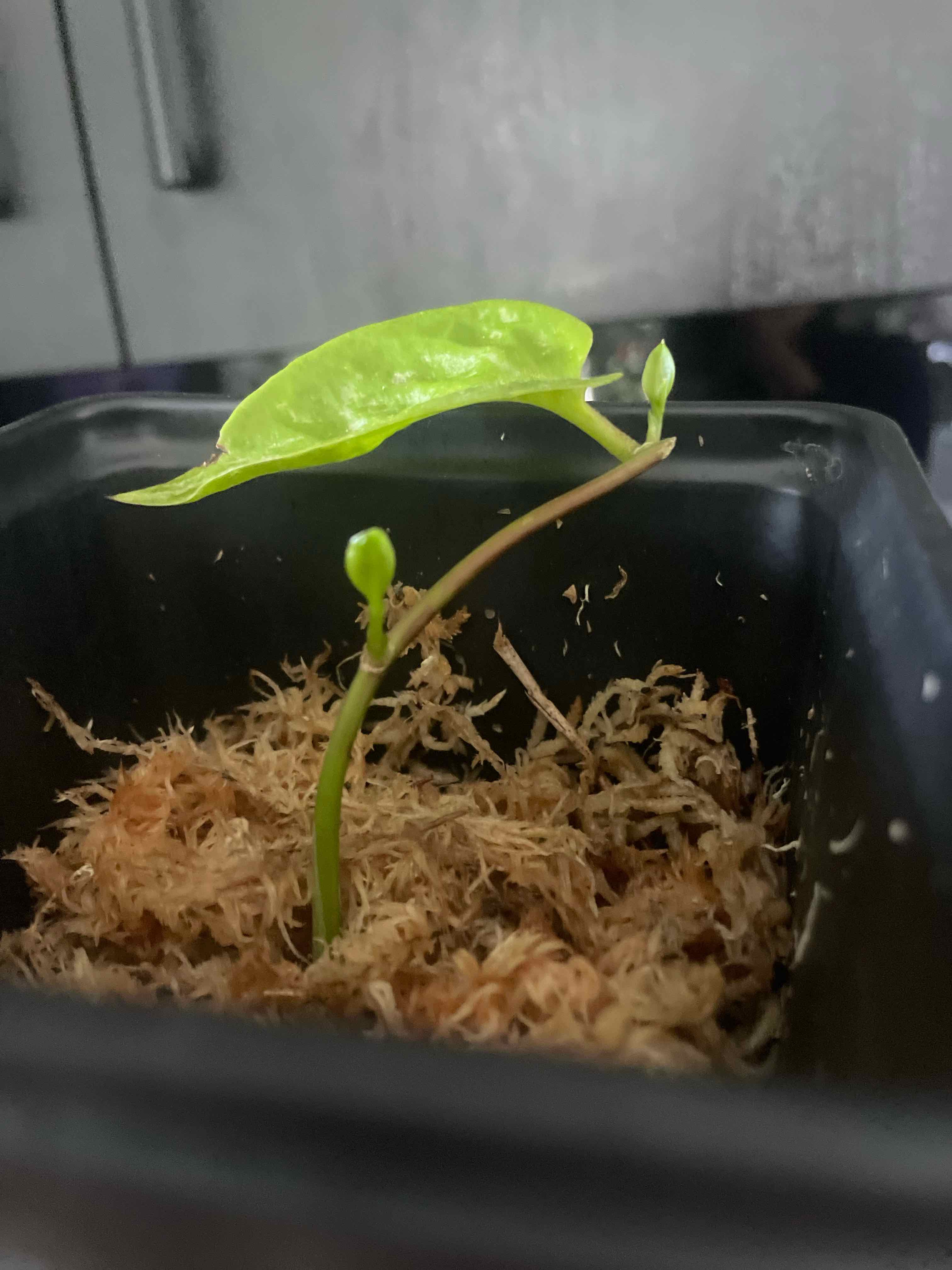 Young Madeira Vine plant in a black pot with a single green leaf and two buds.