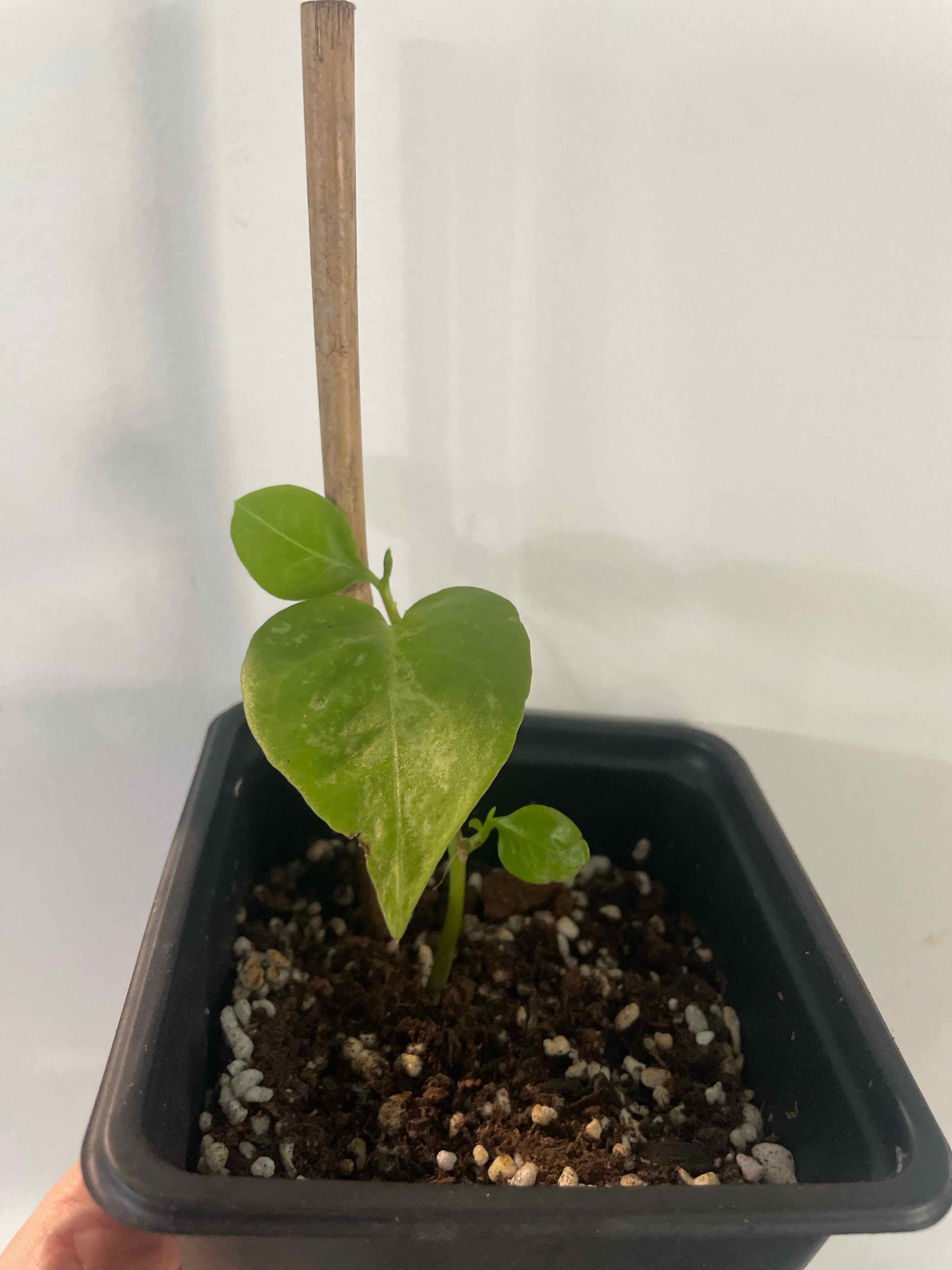 Plant care for Malabar Spinach on Greg, the plant care app