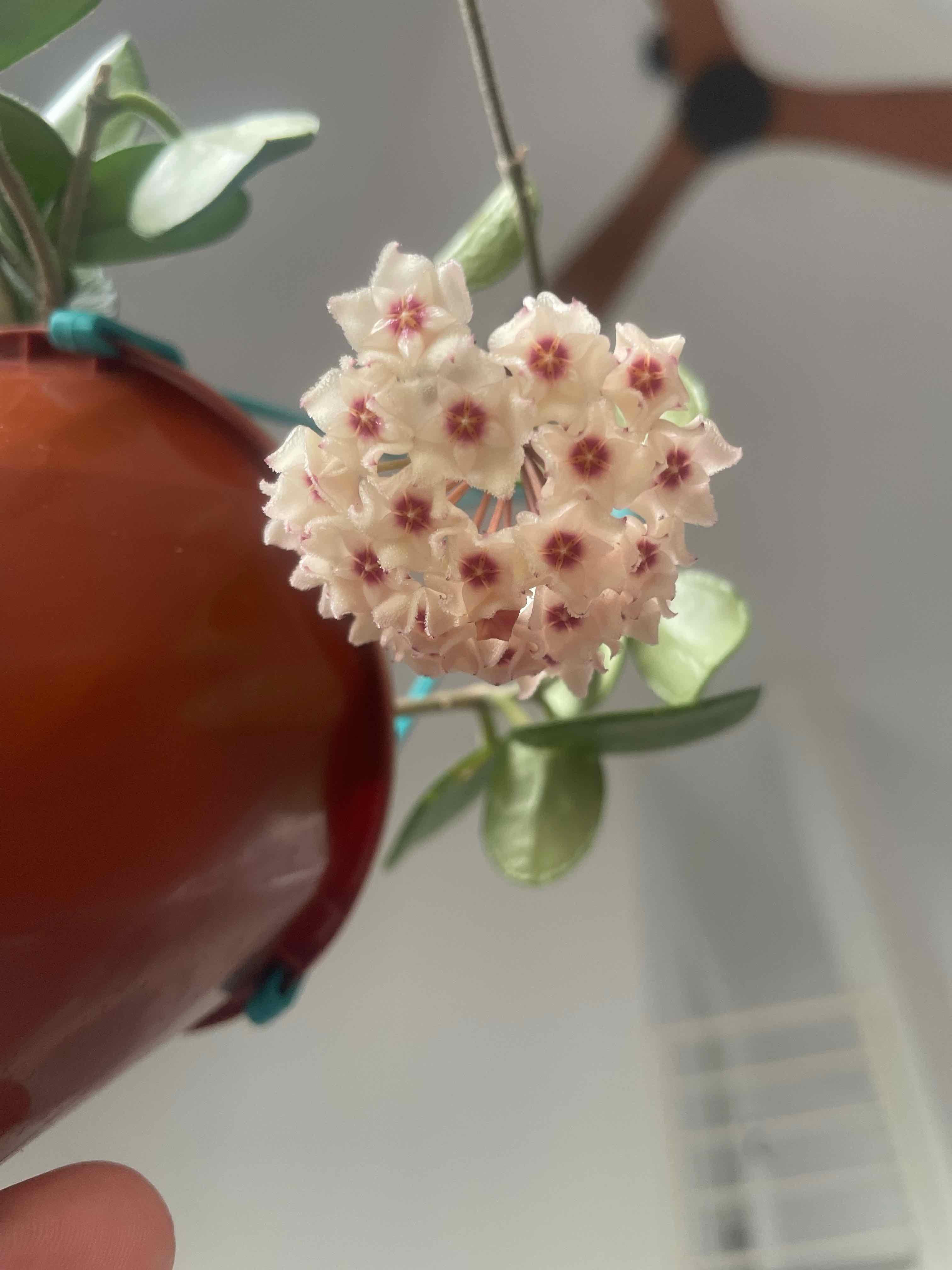 Hoya CV mathilde