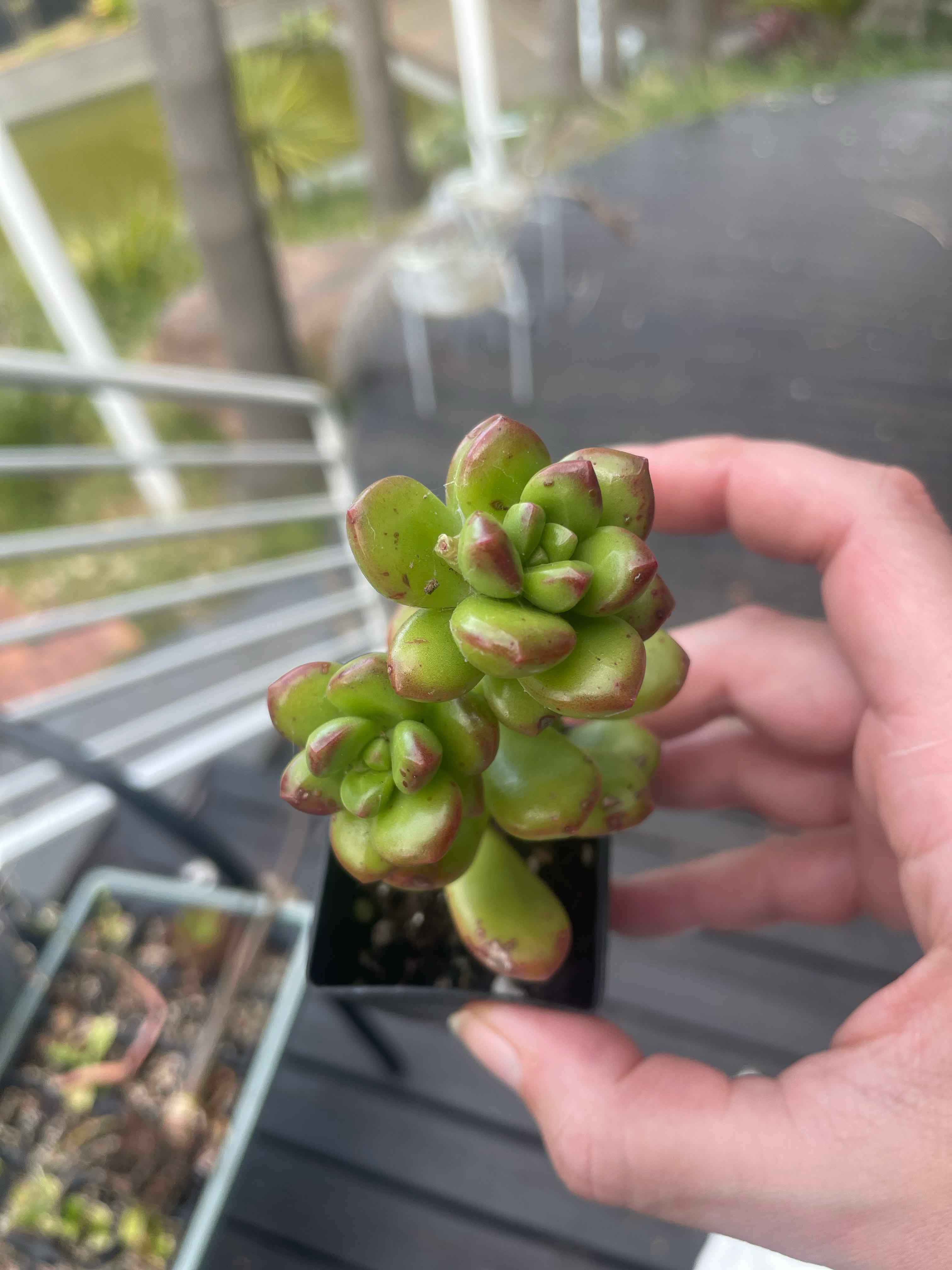 Photo of the plant species Sedum lucidum by @HoyaAddict named Sedum lucidum obesum on Greg, the plant care app