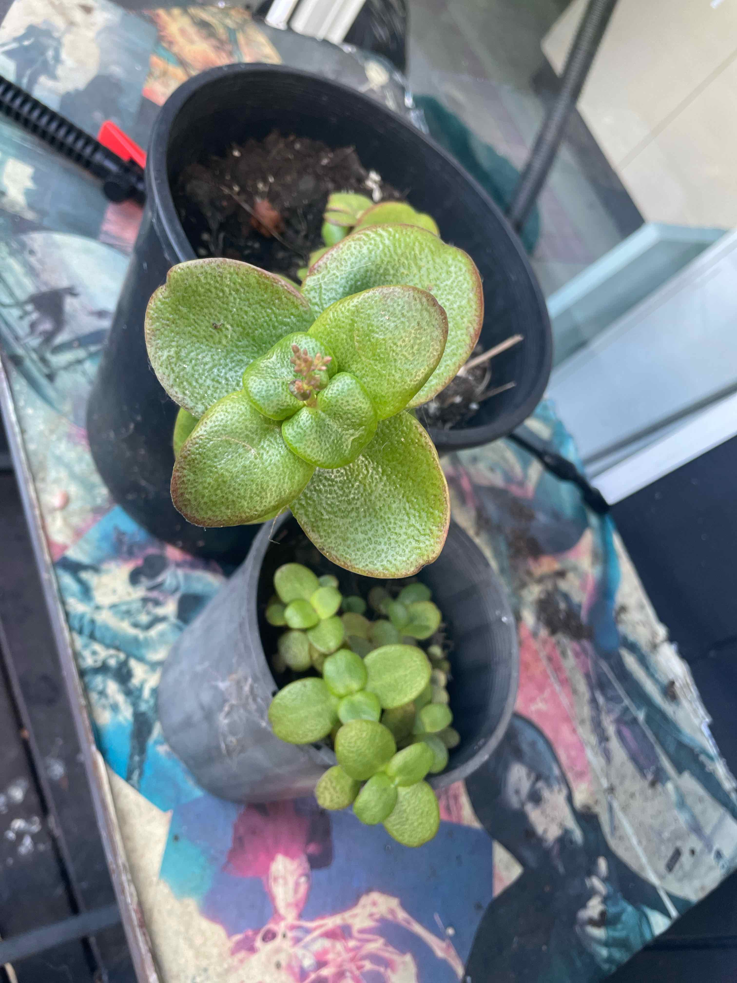 Two potted Fairy Crassula plants on a colorful surface, appearing healthy.