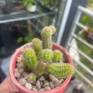 Lady Finger Cactus plant in Traralgon, Victoria