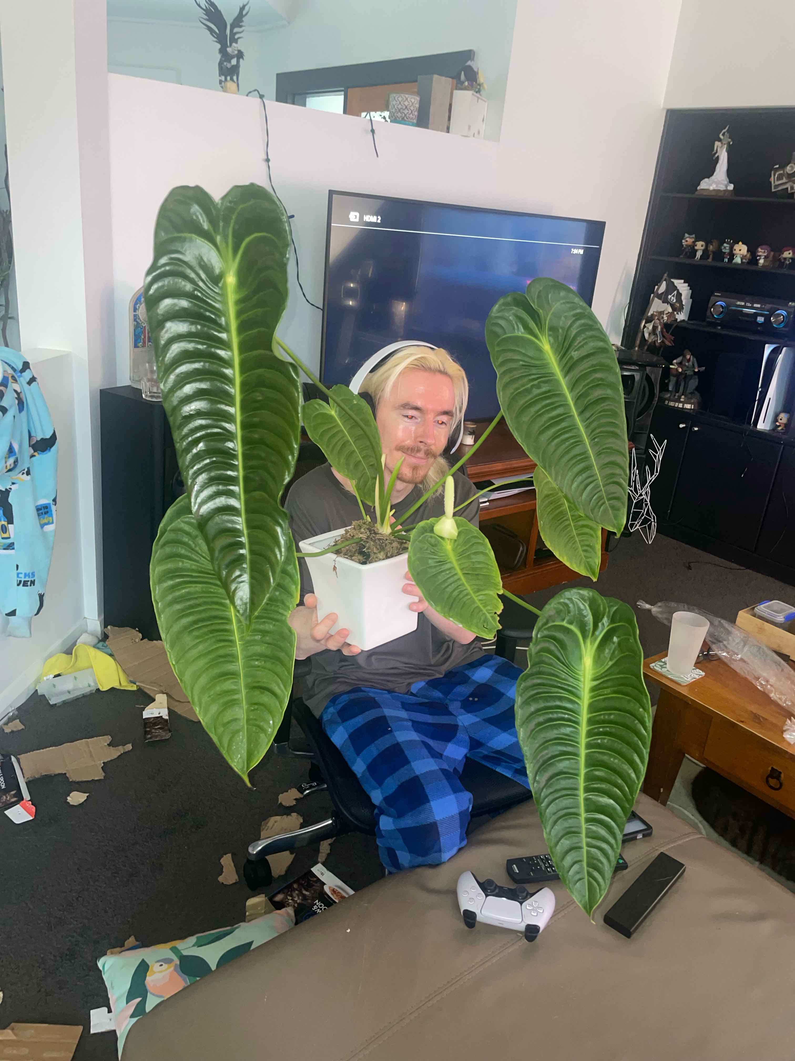 Anthurium veitchii (The King)