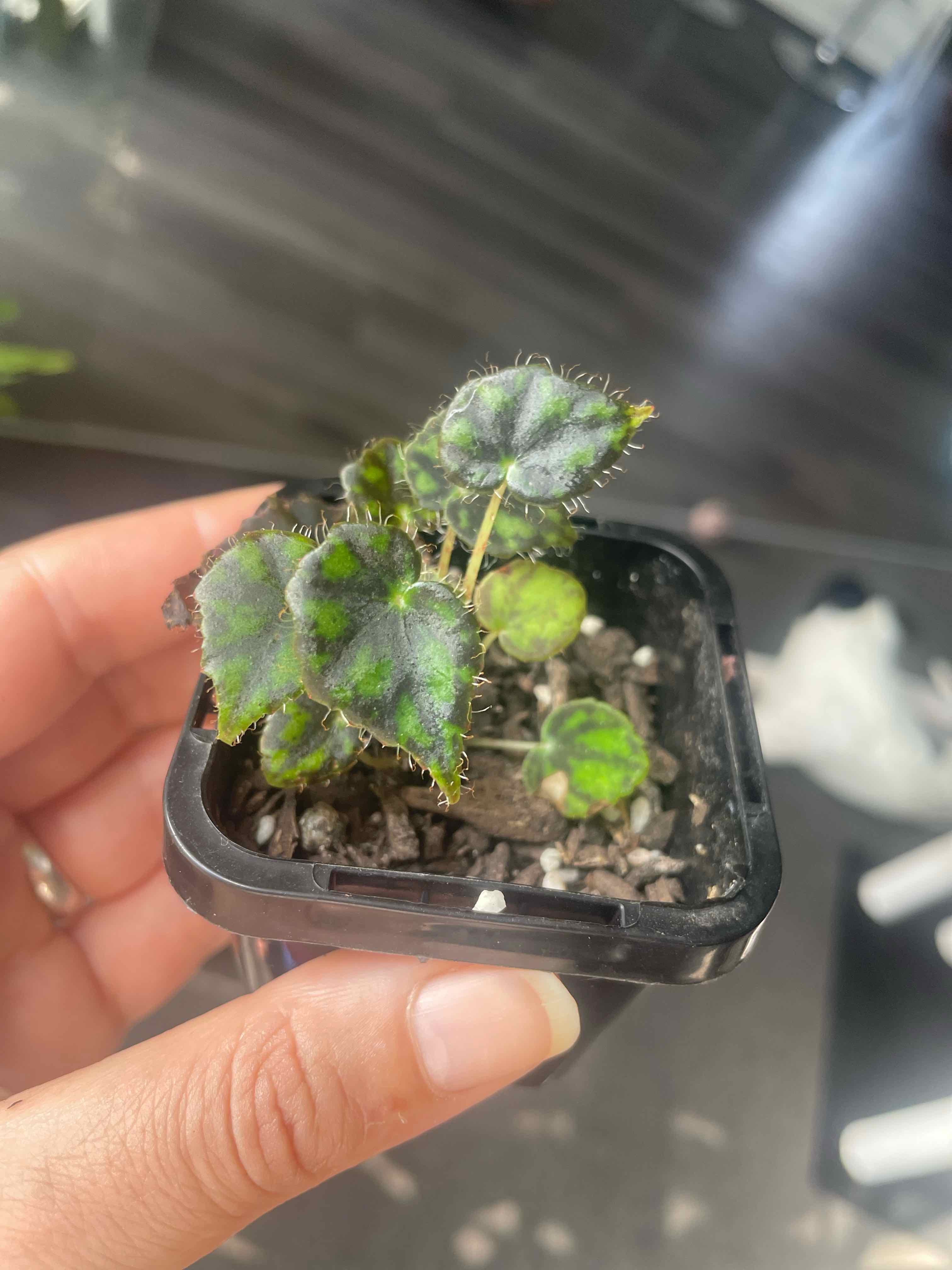 Begonia Tiger Paws uploaded to the Greg plant app by @HoyaAddict