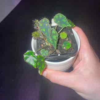 Begonia Tiger Paws plant in Traralgon, Victoria