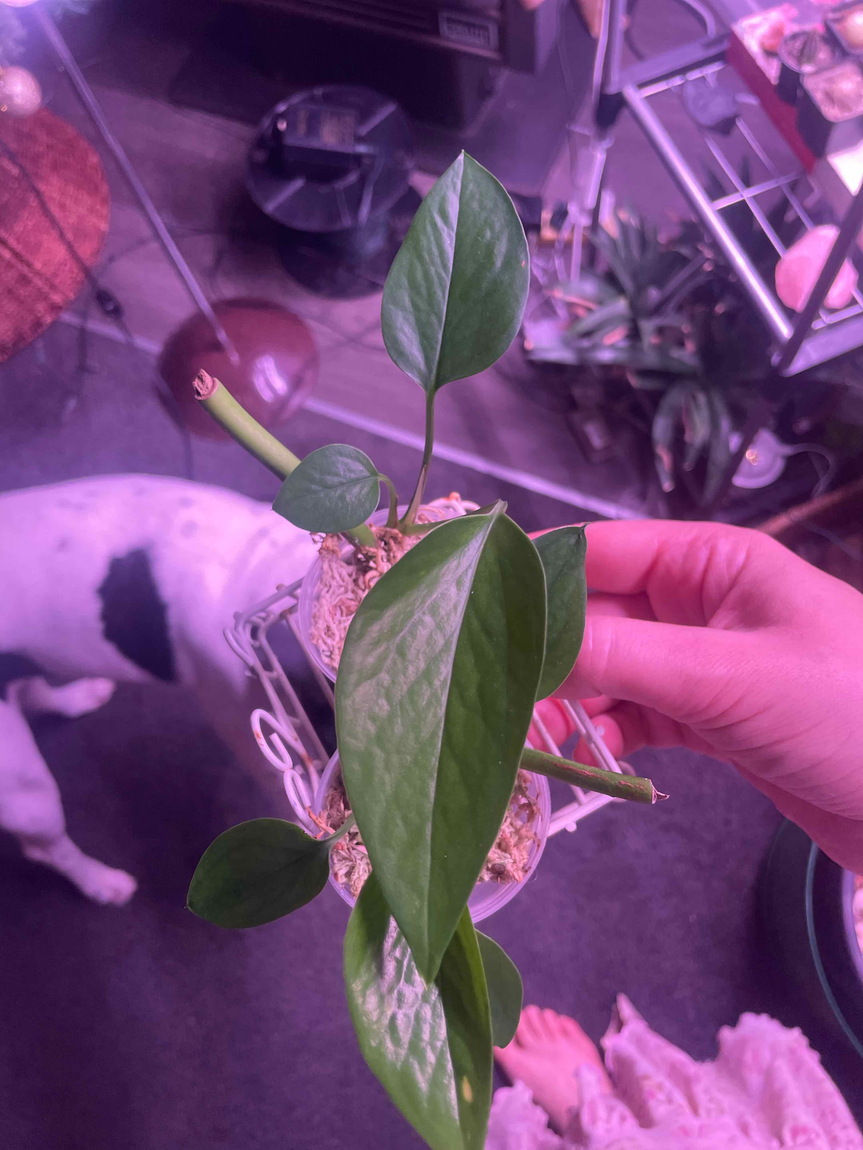 Variegated Epipremnum pinnatum plant held by a hand, with green leaves and visible soil.