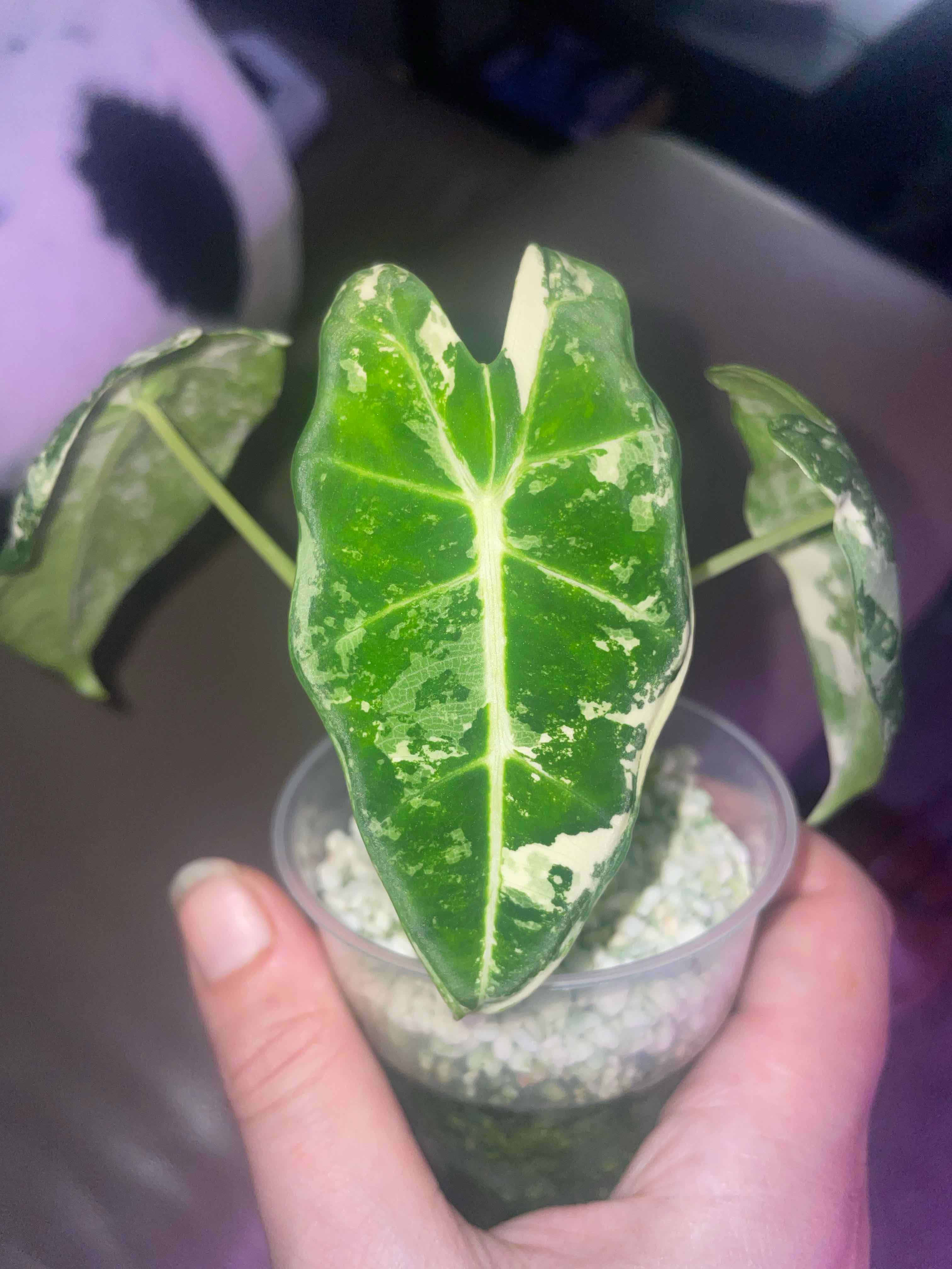 Variegated Alocasia frydek plant held by a hand, showing vibrant green and white variegated leaves.