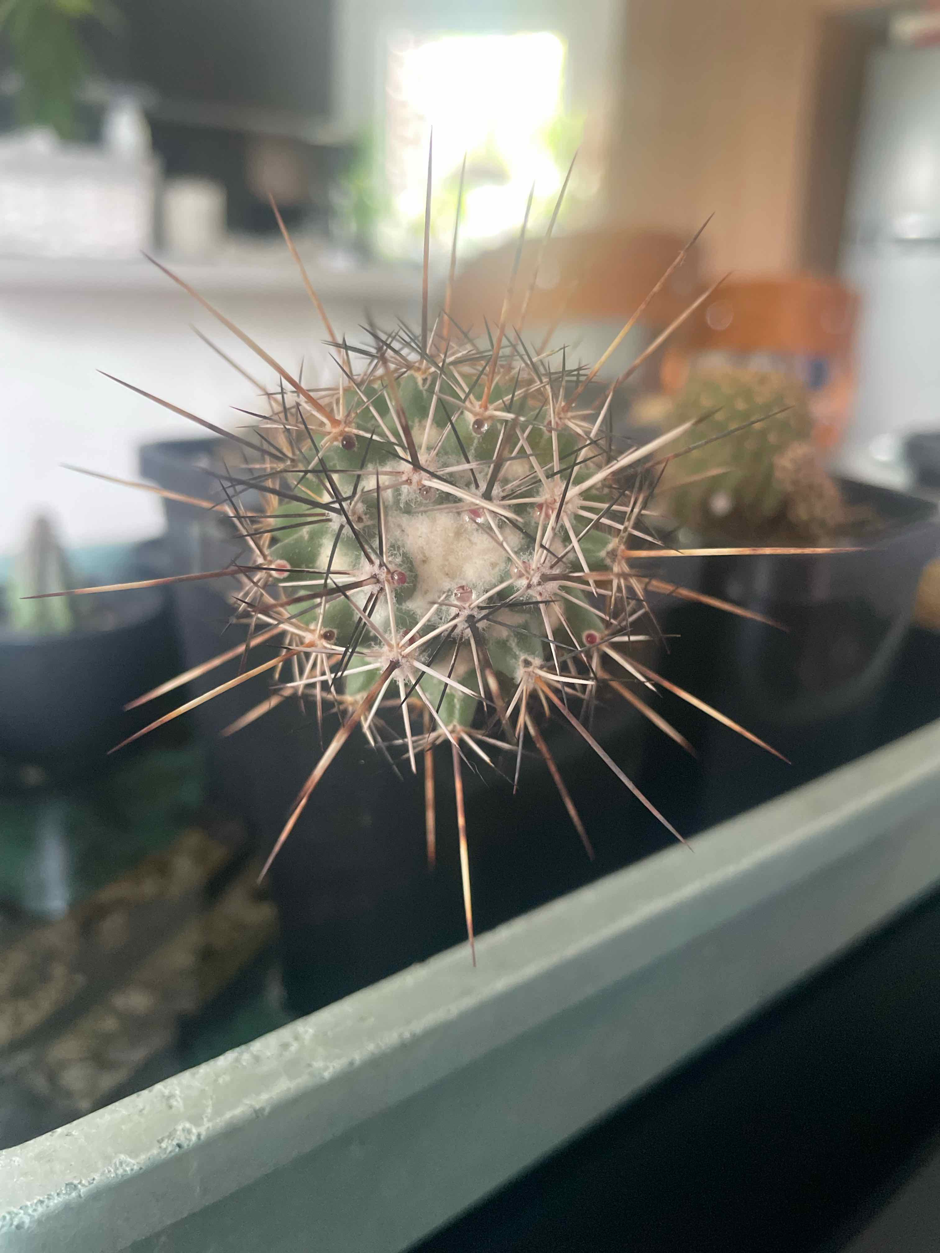Photo of the plant species Coryphantha potosina by @HoyaAddict named Coryphantha potosina on Greg, the plant care app