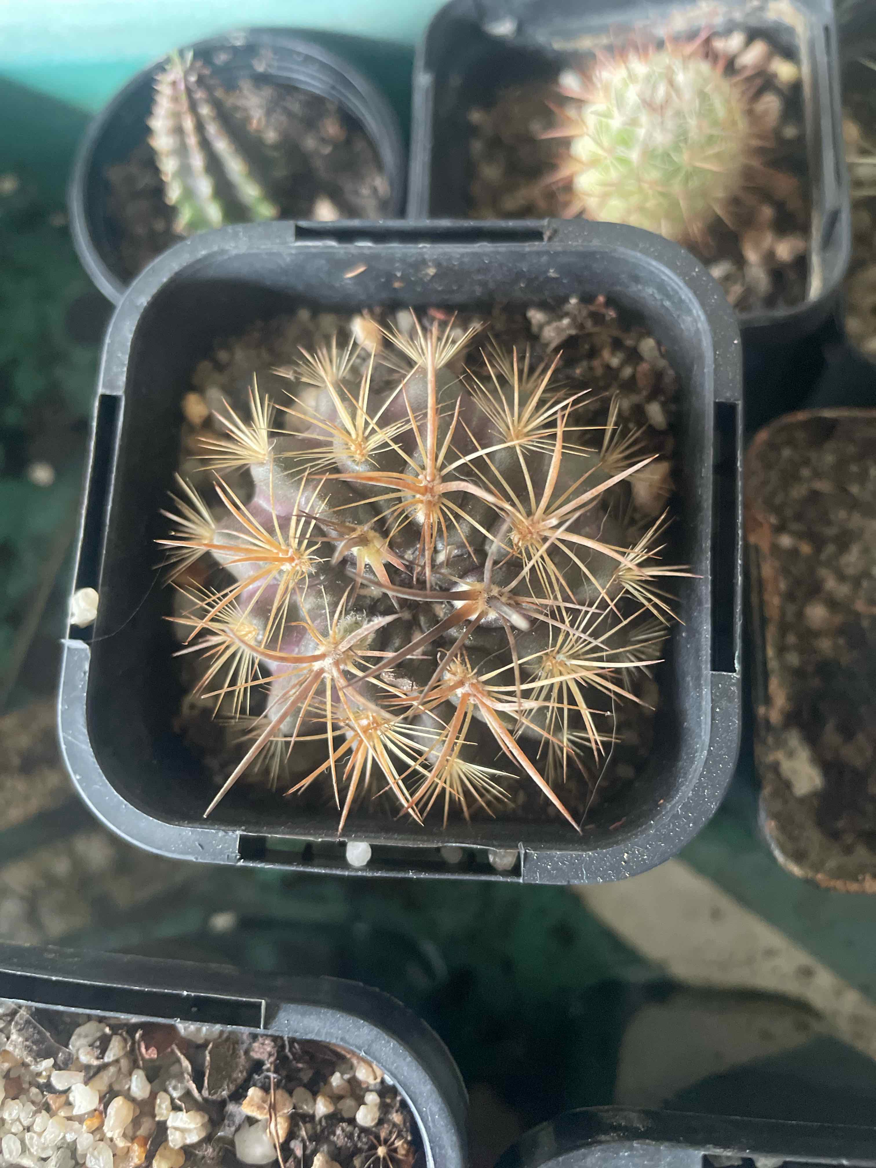 Photo of the plant species Neoporteria rapifera by @HoyaAddict named Eriosyce subgibbosa f. rapifera on Greg, the plant care app