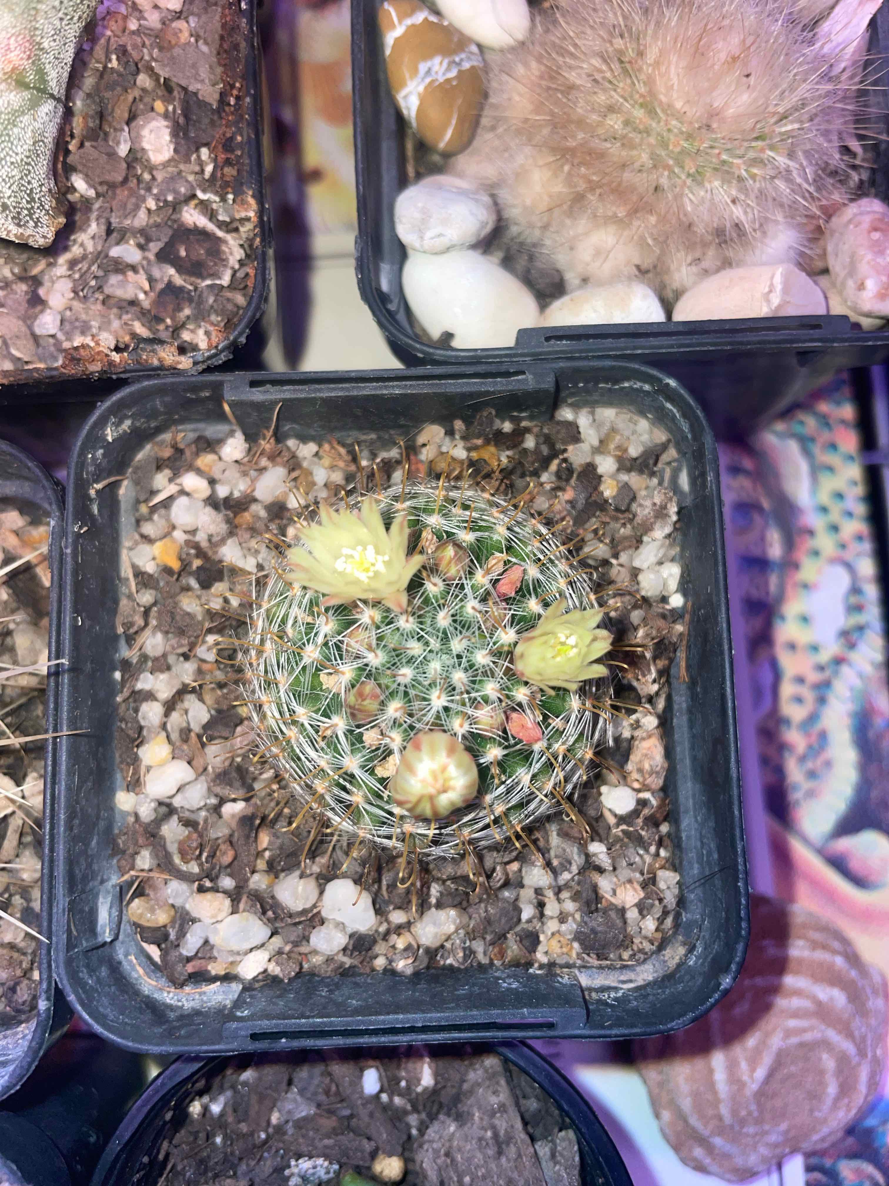 Photo of the plant species Mammillaria nana by @HoyaAddict named Mammillaria crinita f. nana on Greg, the plant care app