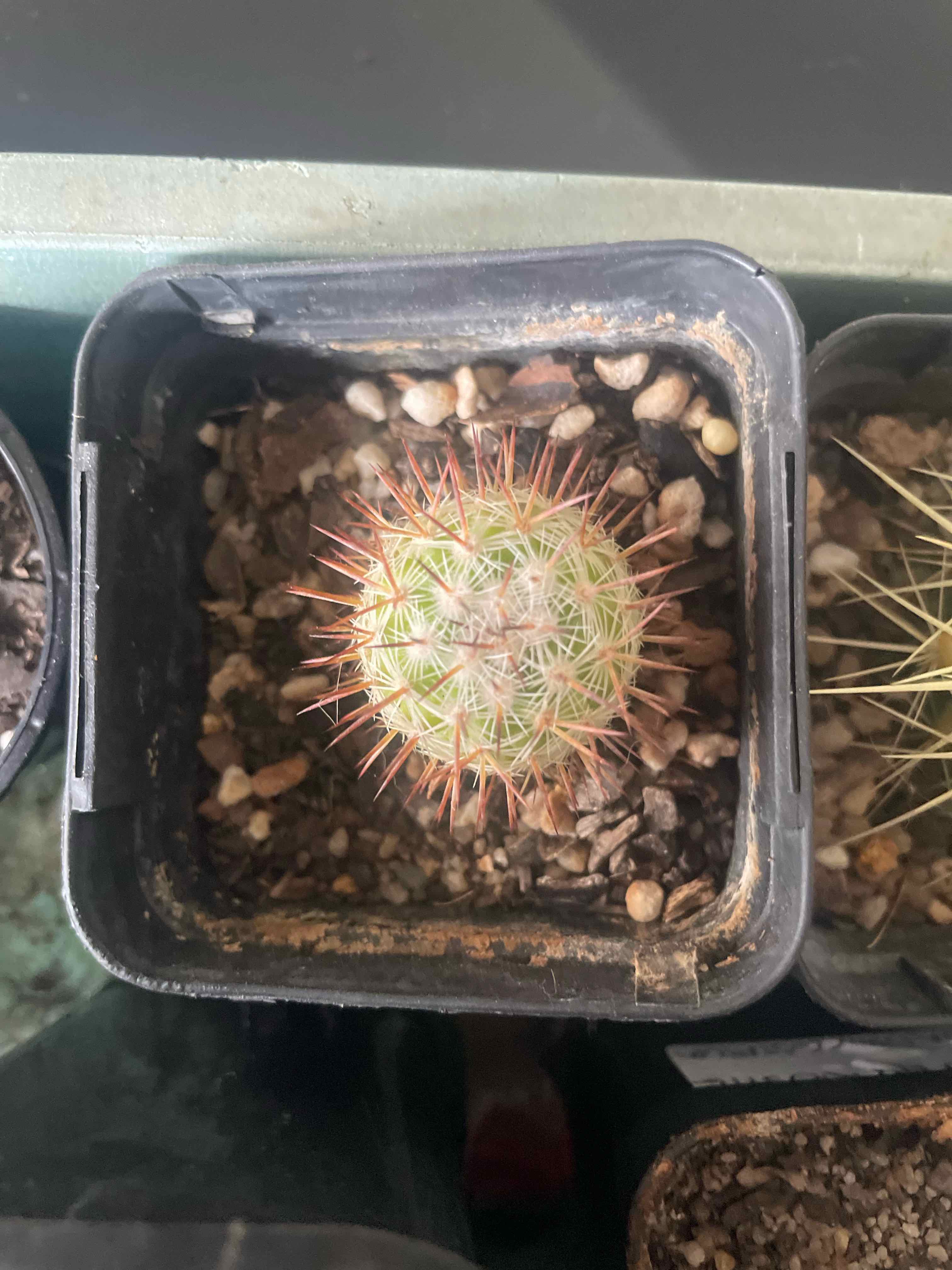 Photo of the plant species Mammillaria columbiana by @HoyaAddict named Mammillaria colombiana yucatanensis on Greg, the plant care app