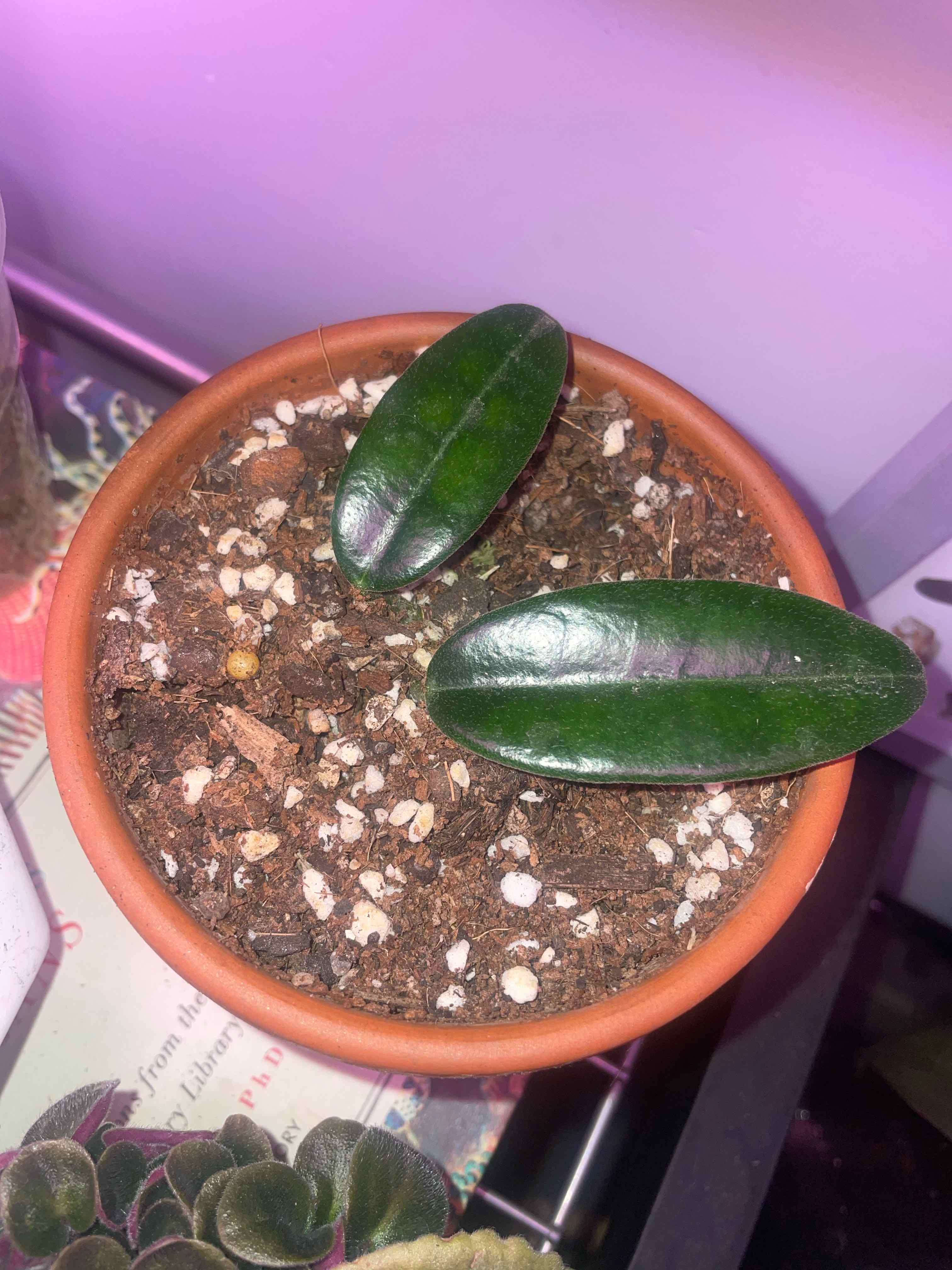 Photo of the plant species Hoya coronaria by @HoyaAddict named Hoya Coronaria on Greg, the plant care app