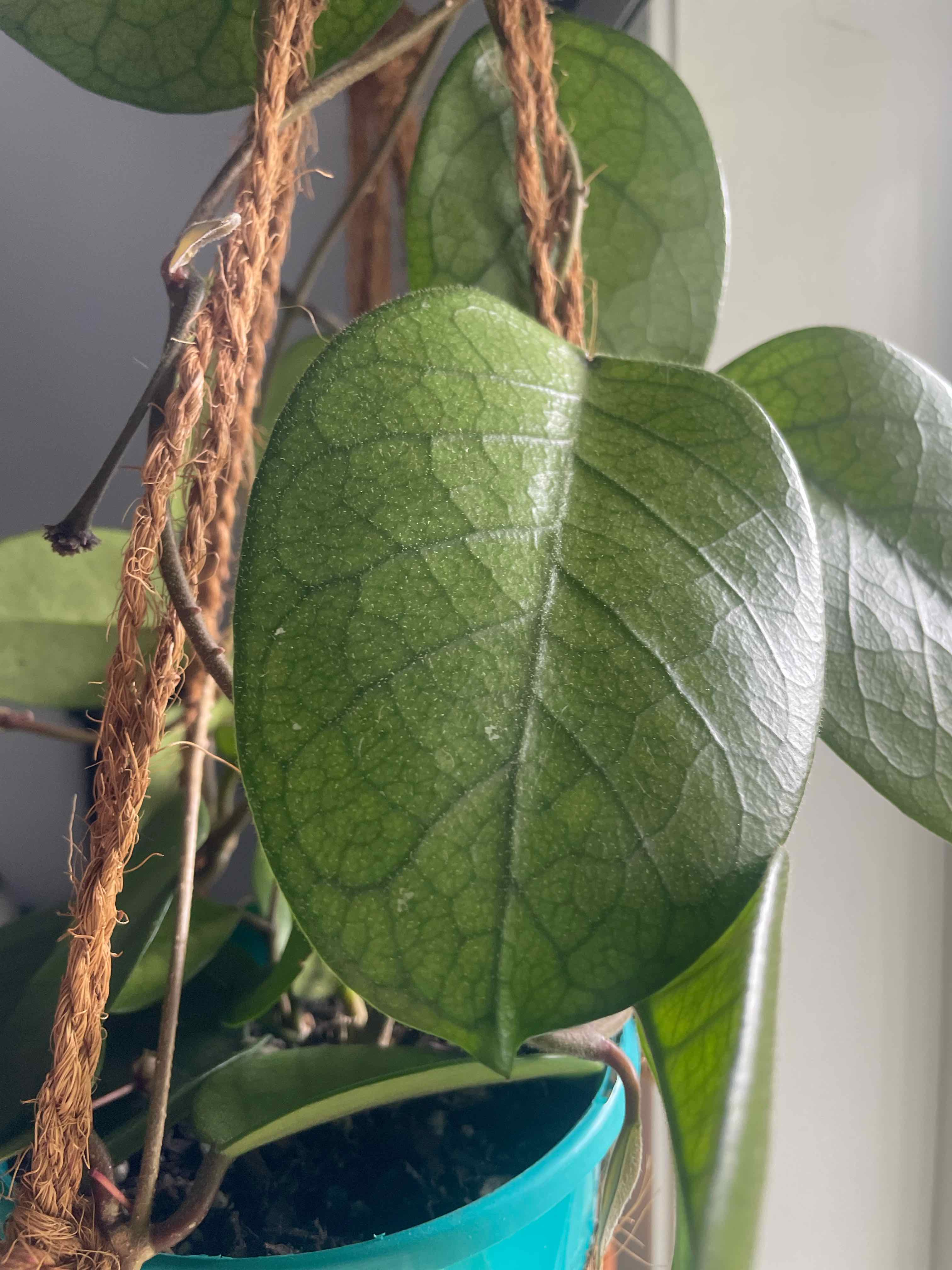 Porcelain Flower uploaded to the Greg plant app by @HoyaAddict