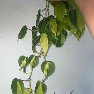 Heartleaf Philodendron plant in Traralgon, Victoria
