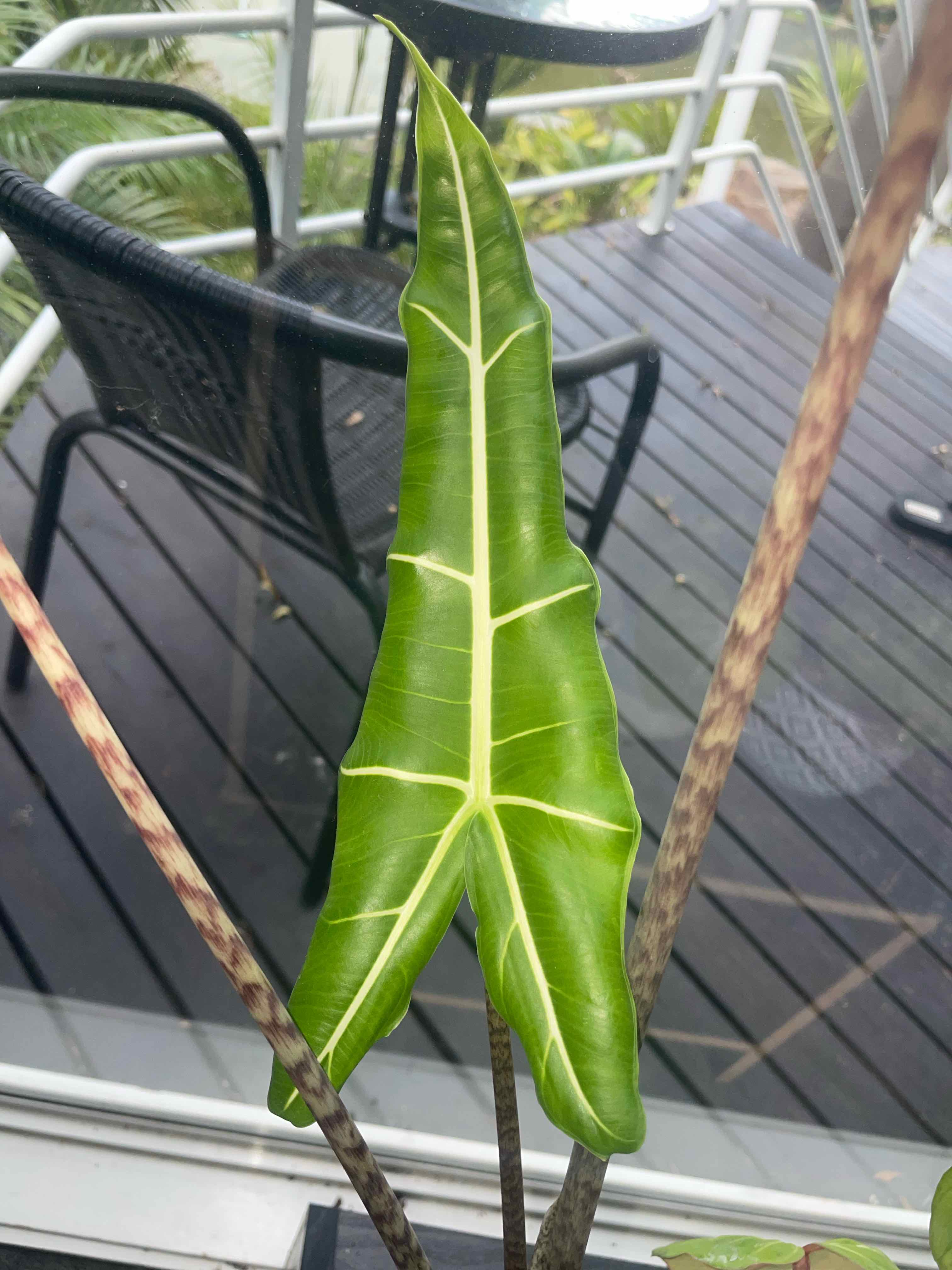 Alocasia ‘Sarian’
