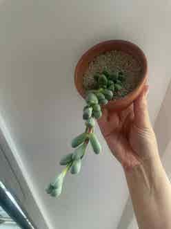 Beads Lampranthus plant
