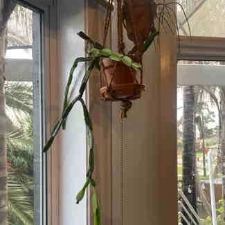 Rhipsalis paradoxa plant in Traralgon, Victoria