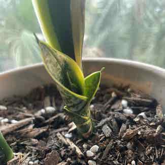 Snake Plant plant in Traralgon, Victoria