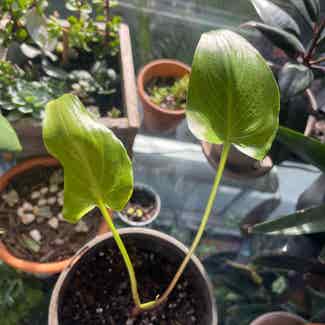 Calla Lily plant in Traralgon, Victoria