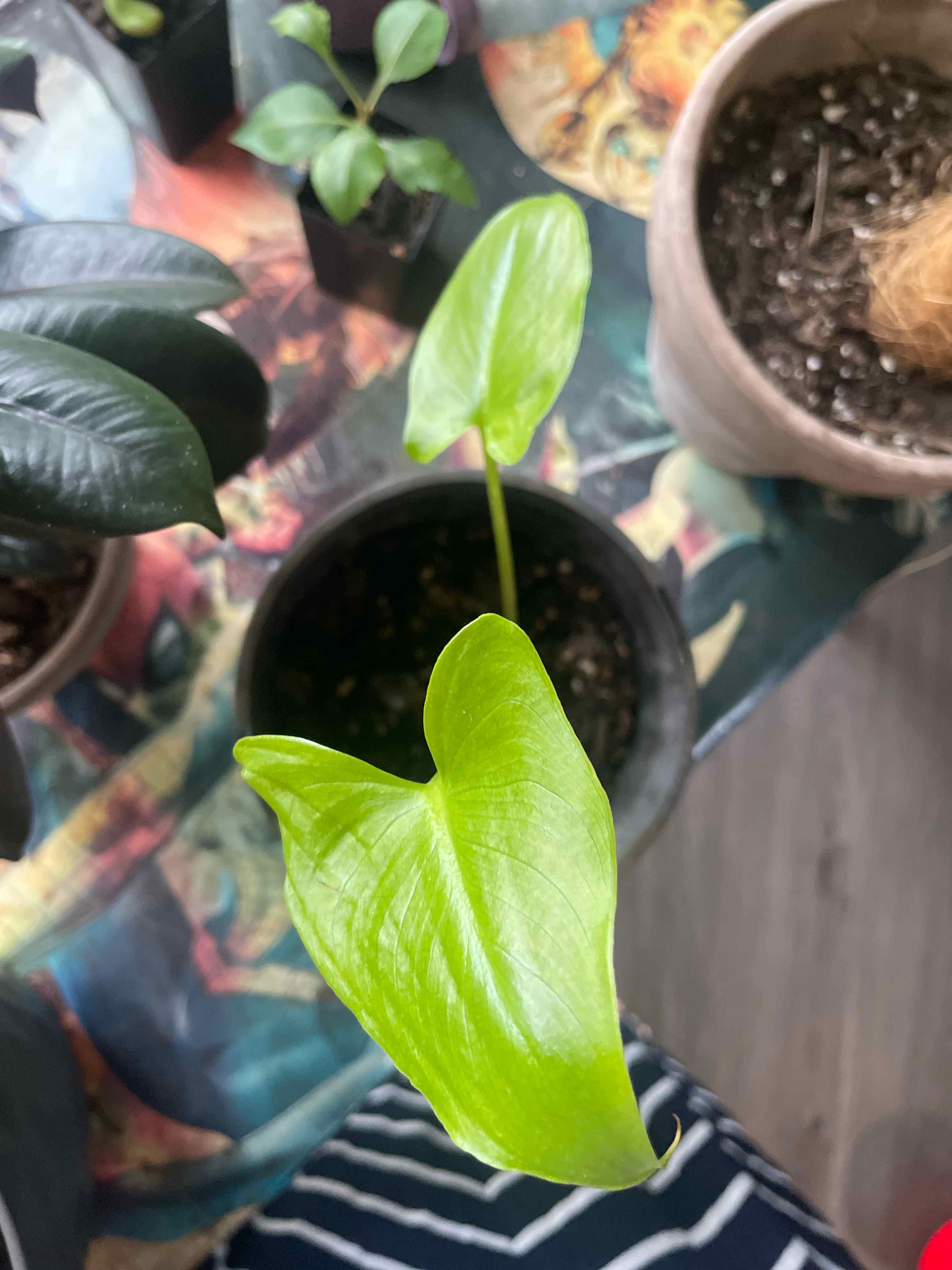 Zantedeschia Aethiopica