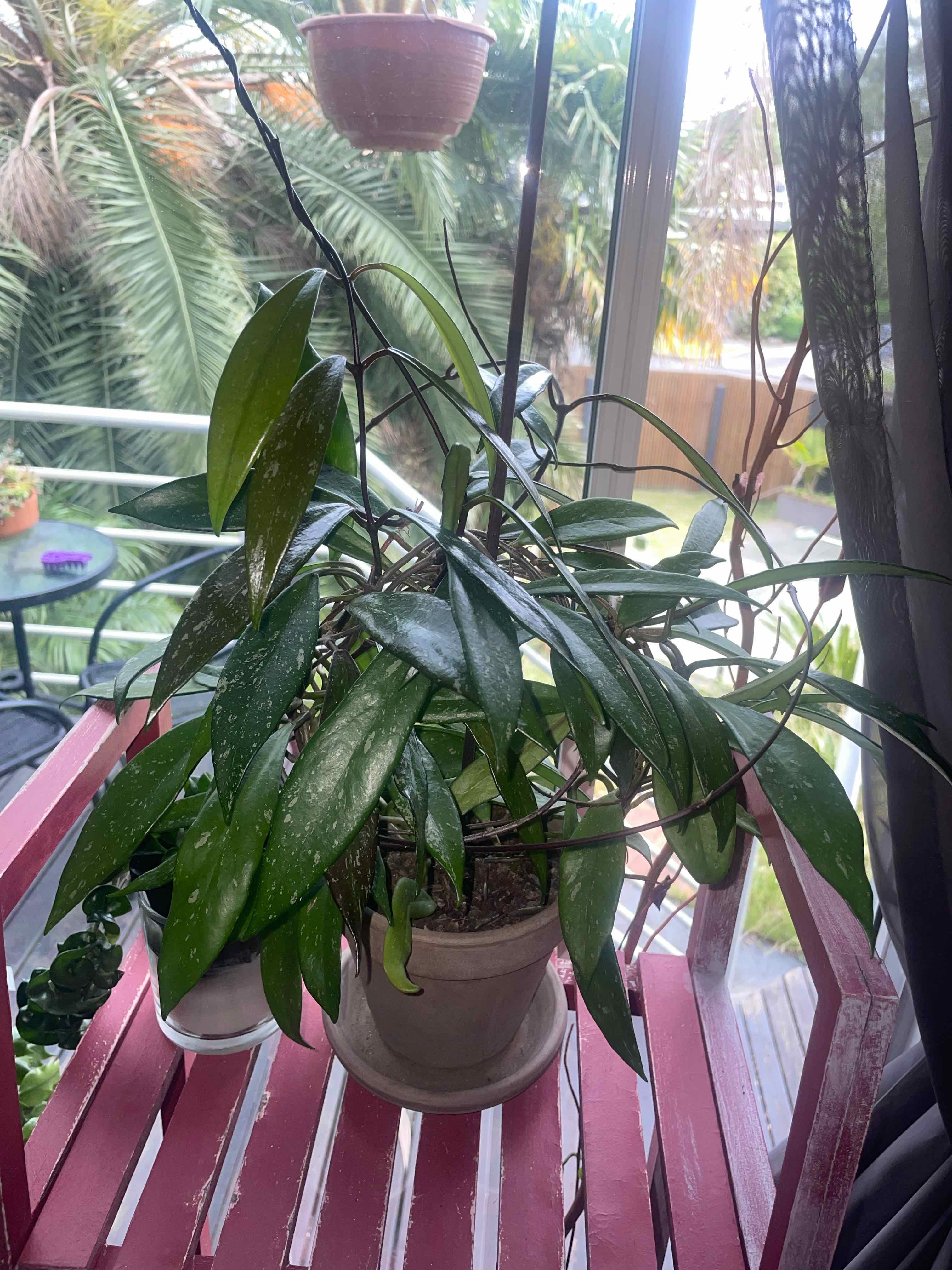 Hoya publicalyx 'Royal Hawaiian Purple' plant on a red stand near a window, appears healthy.