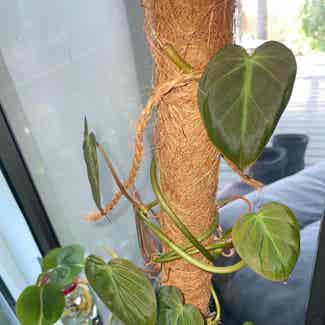 Philodendron Micans plant in Traralgon, Victoria